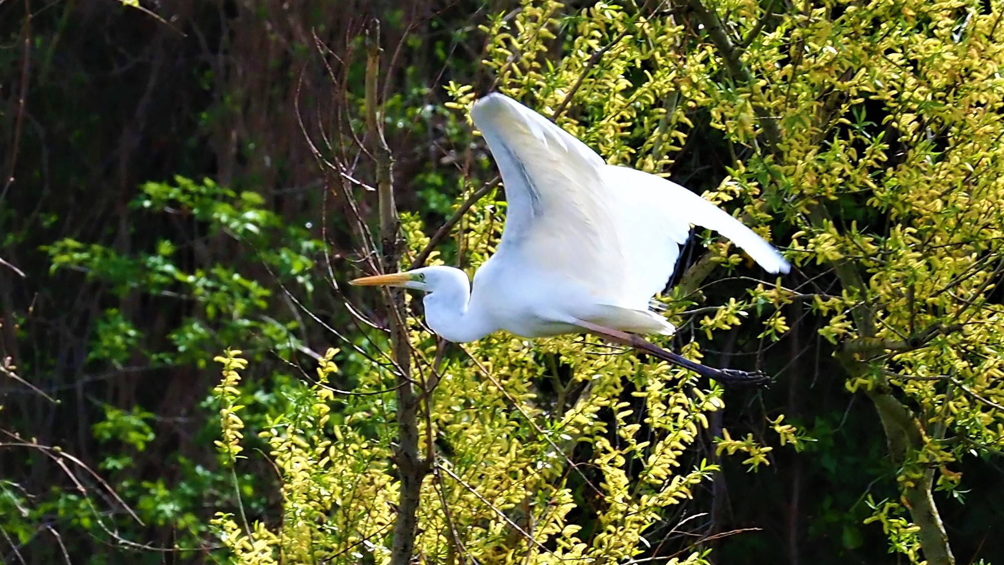 White heron of cesano 3...