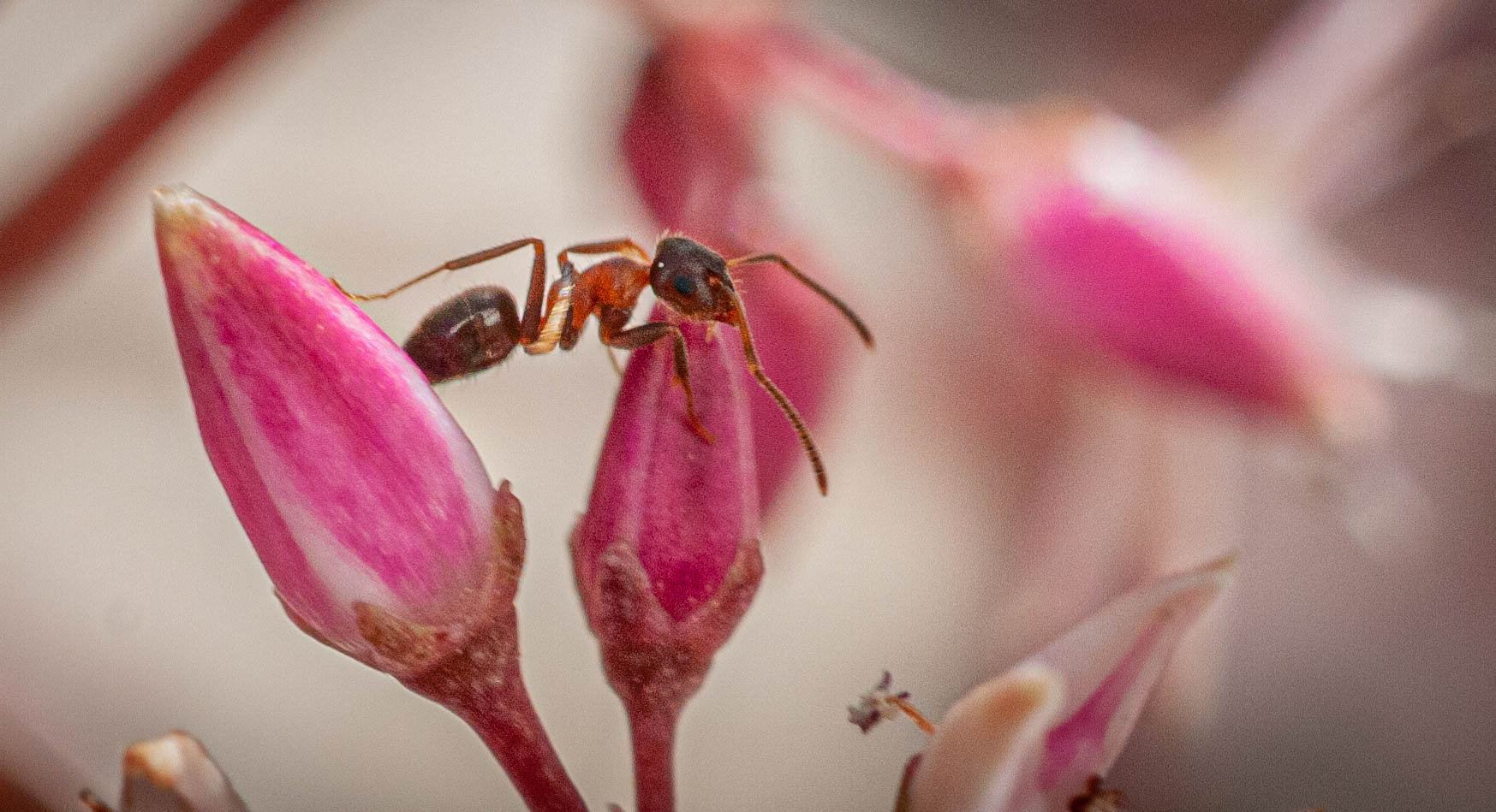 Flower and ant 3 20210404...