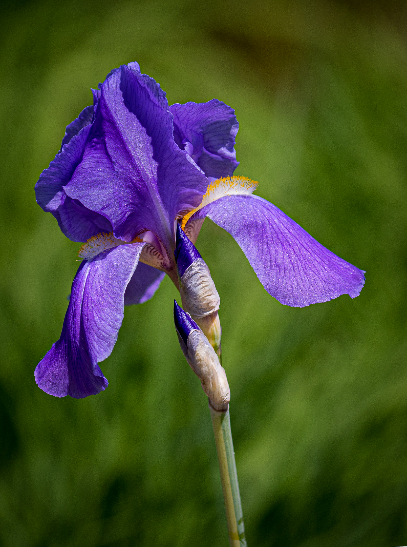 Purple Iris....