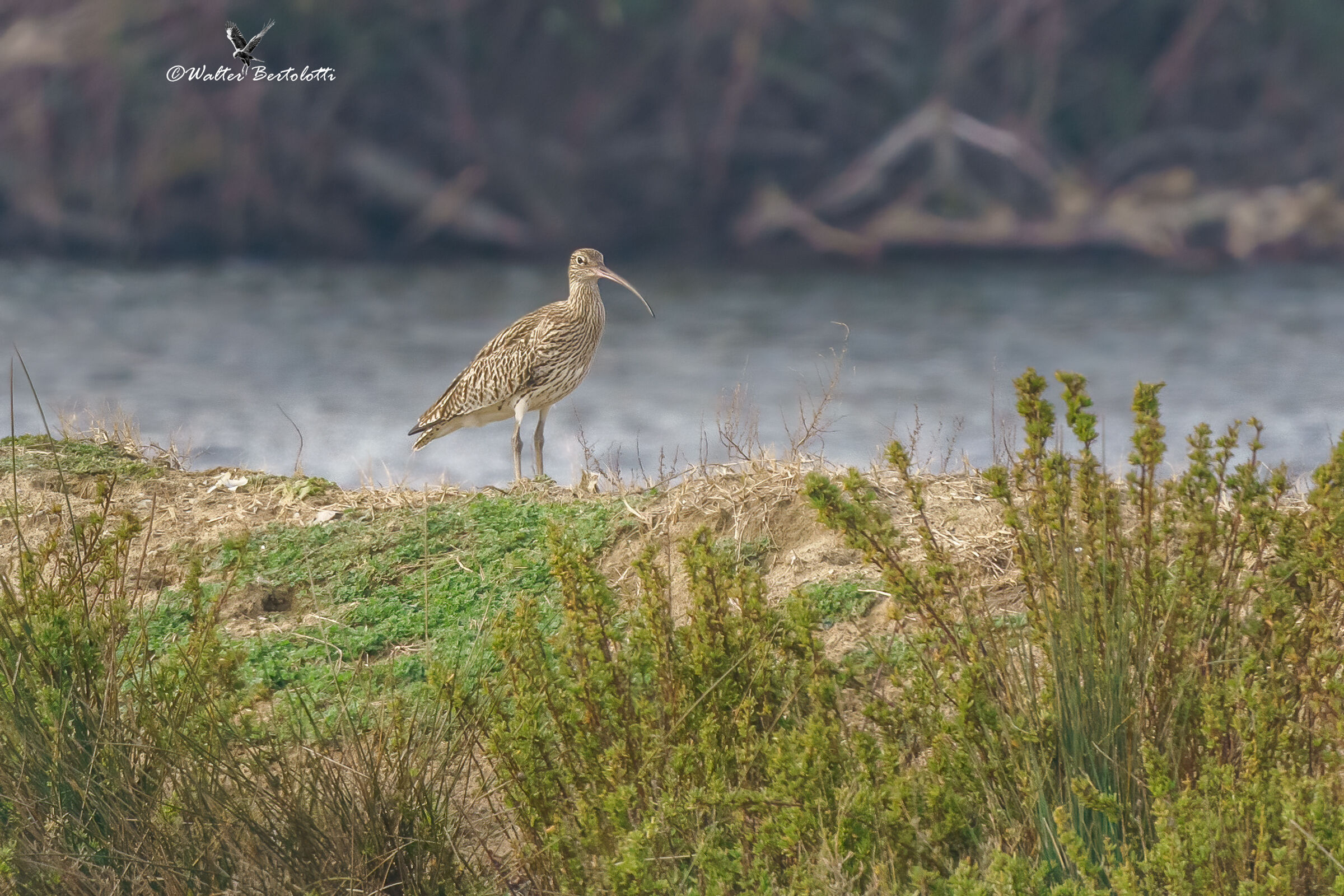 curlew ...
