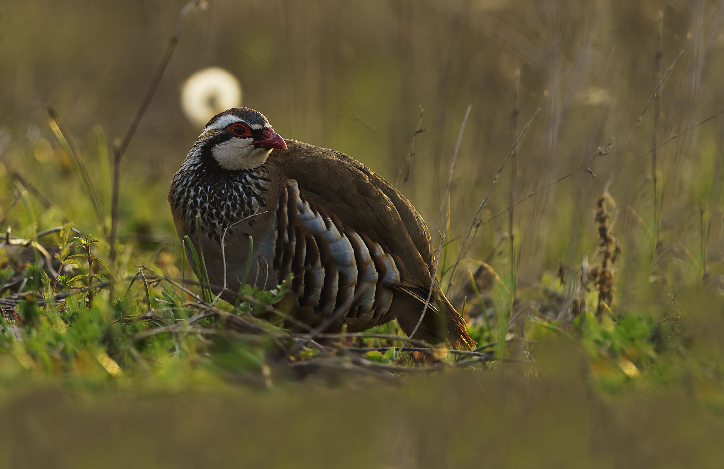 Red and Dandelion partridge...