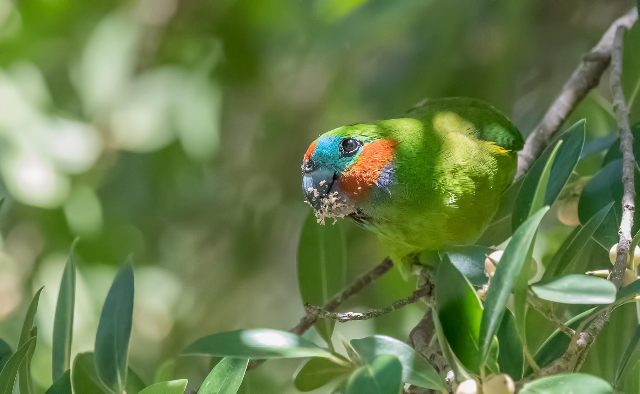 Double-eyed Fig Parrot (Cyclopsitta diophthalma),...