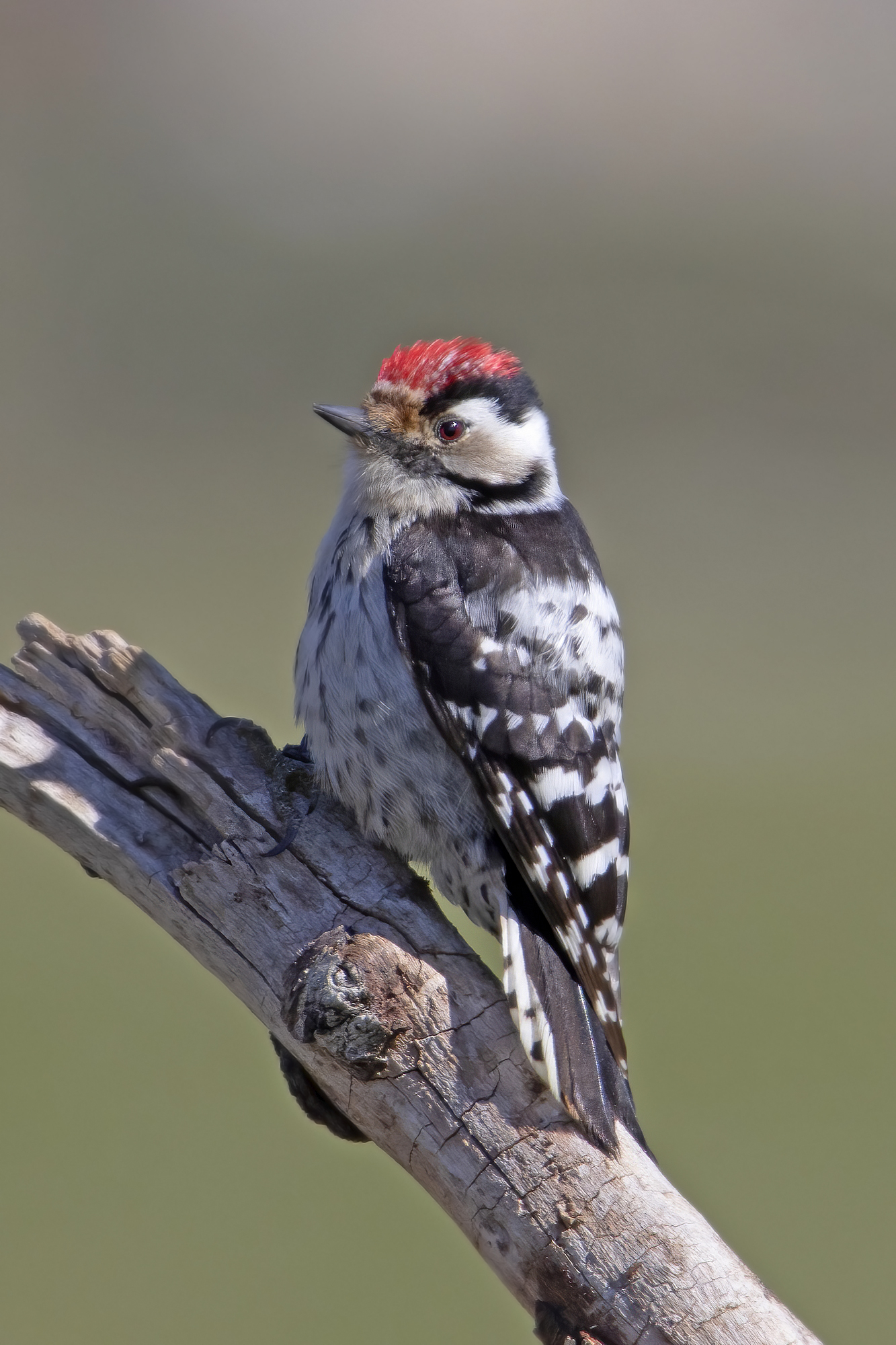 lesser red woodpecker...