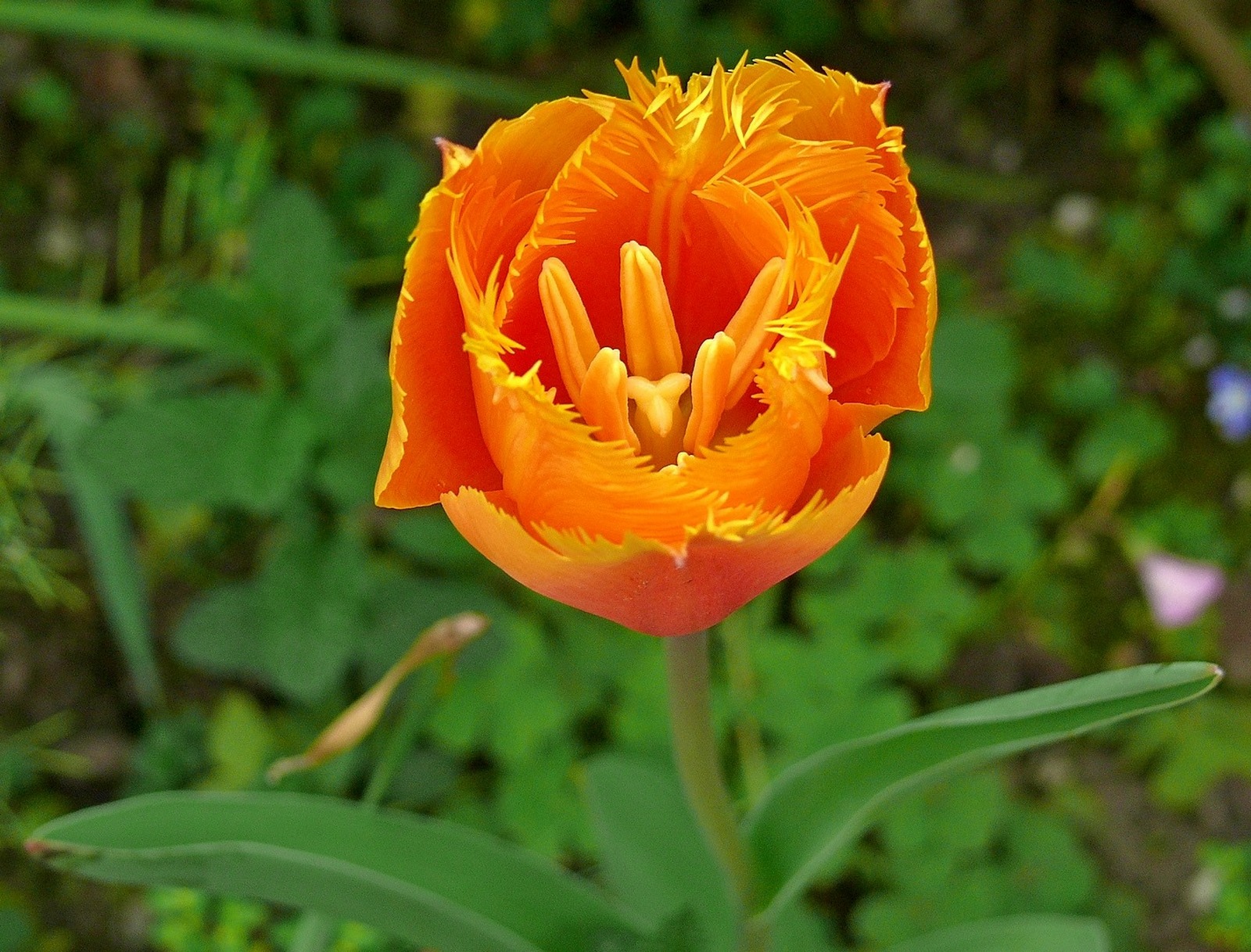 Tulip Orange...
