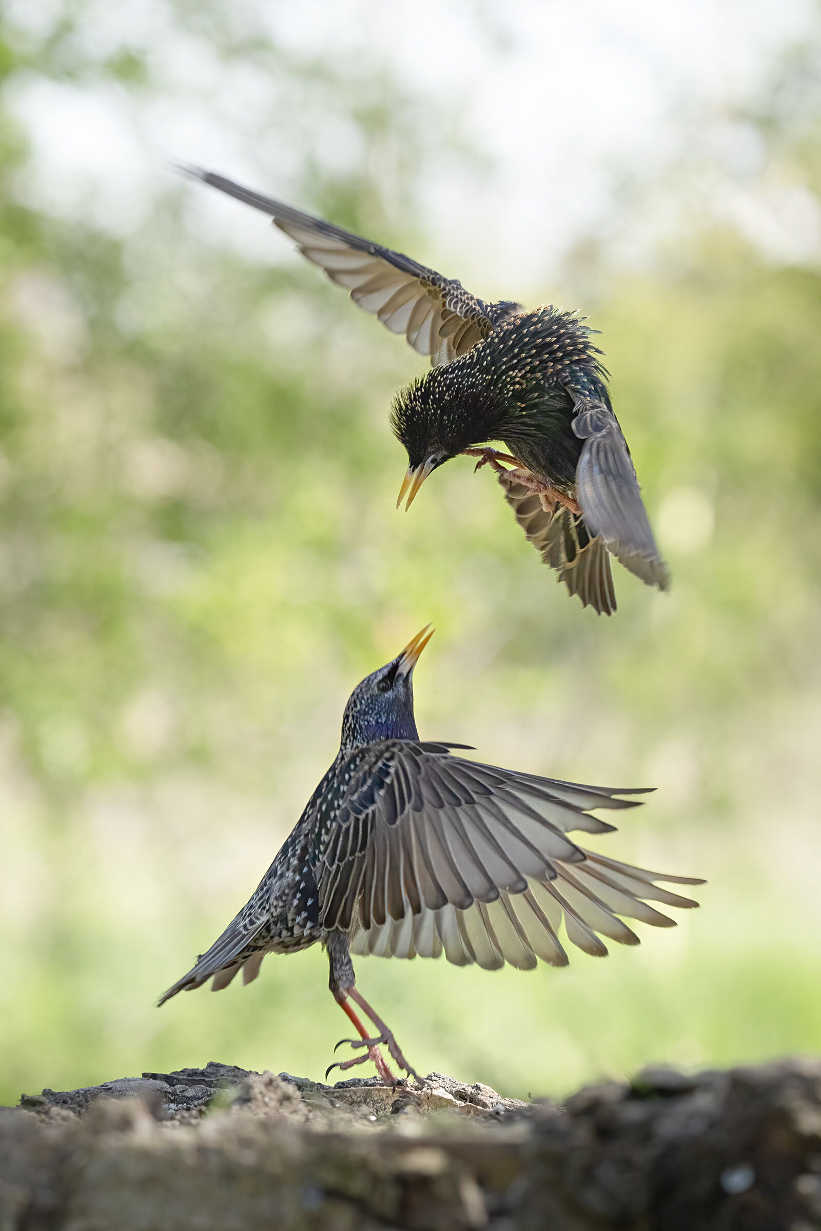 starlings in battle massumatico photo shed...