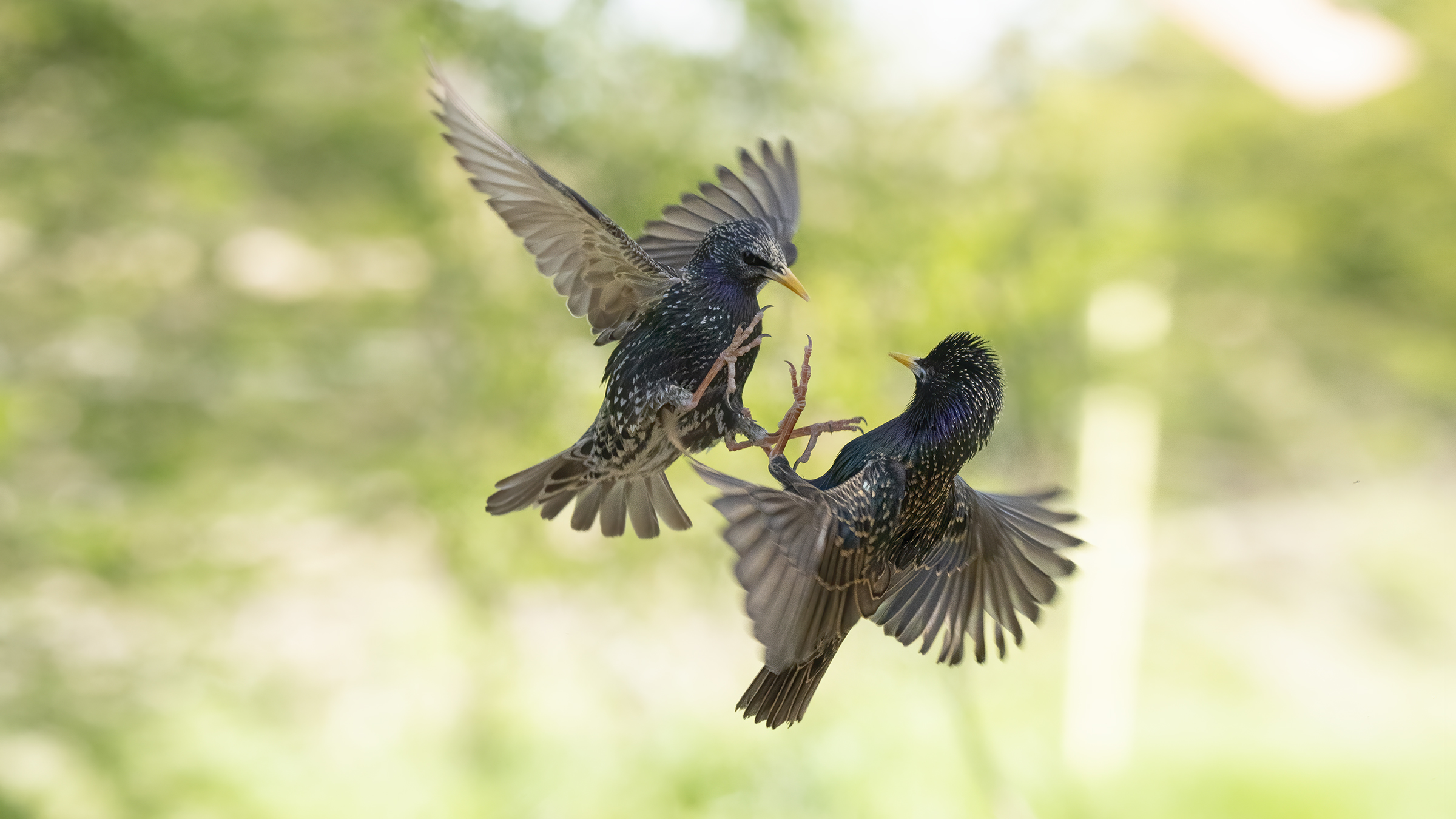 starlings in battle massumatico photo shed...