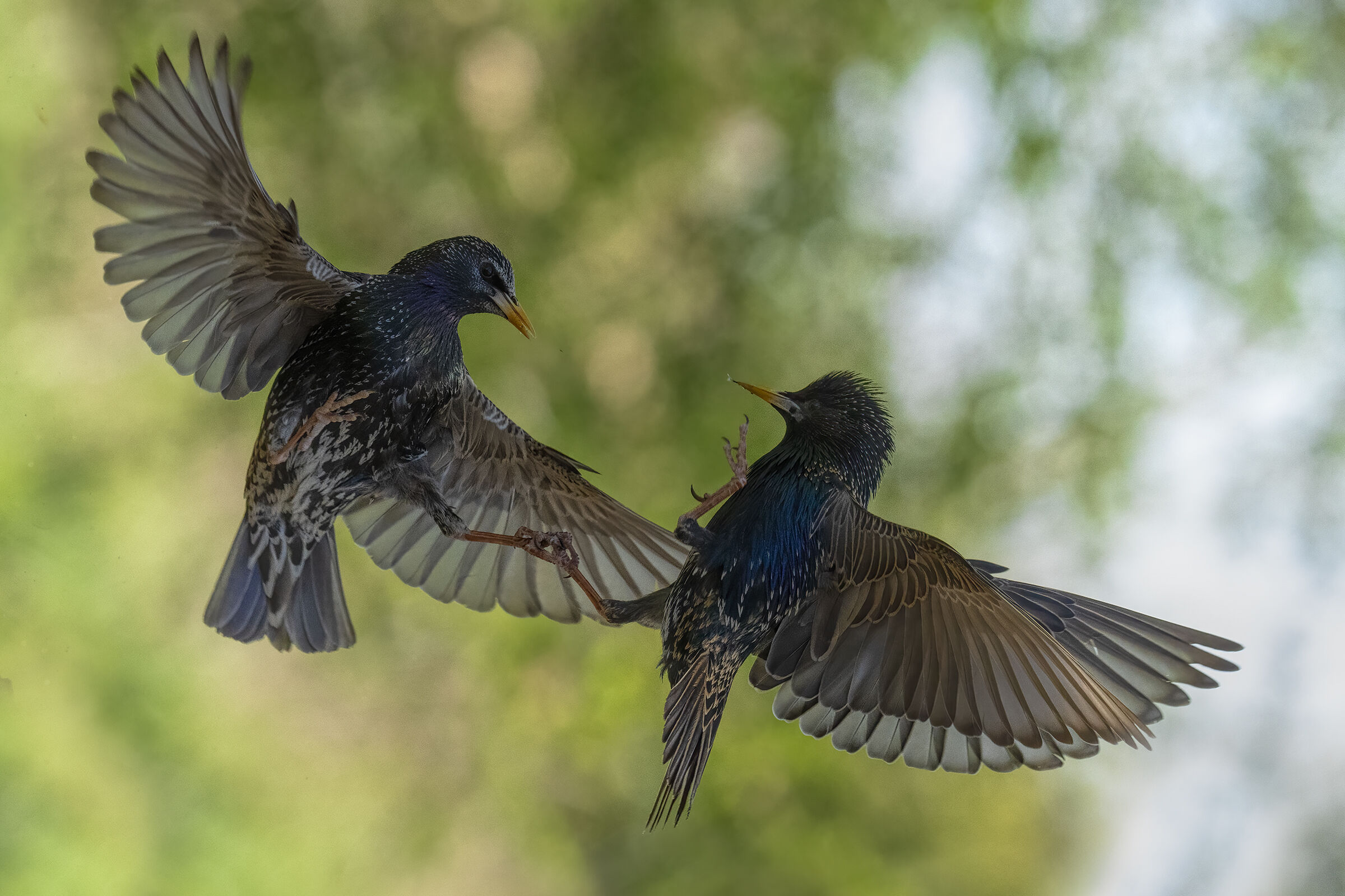 starlings in battle ...