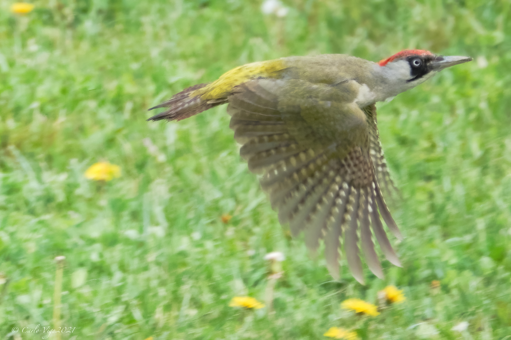 Green woodpecker in flight...