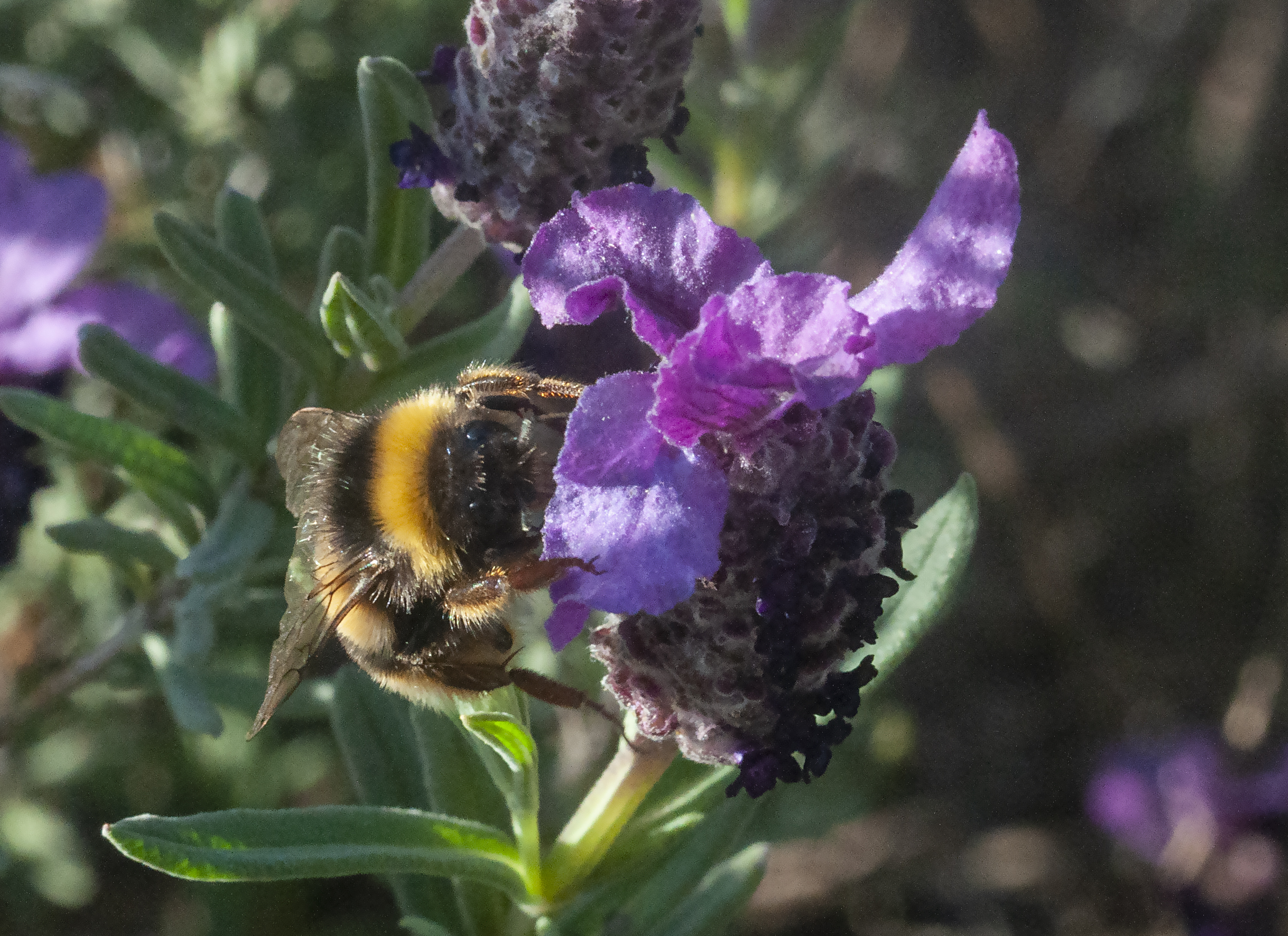 Bumblebee and wild lavender...