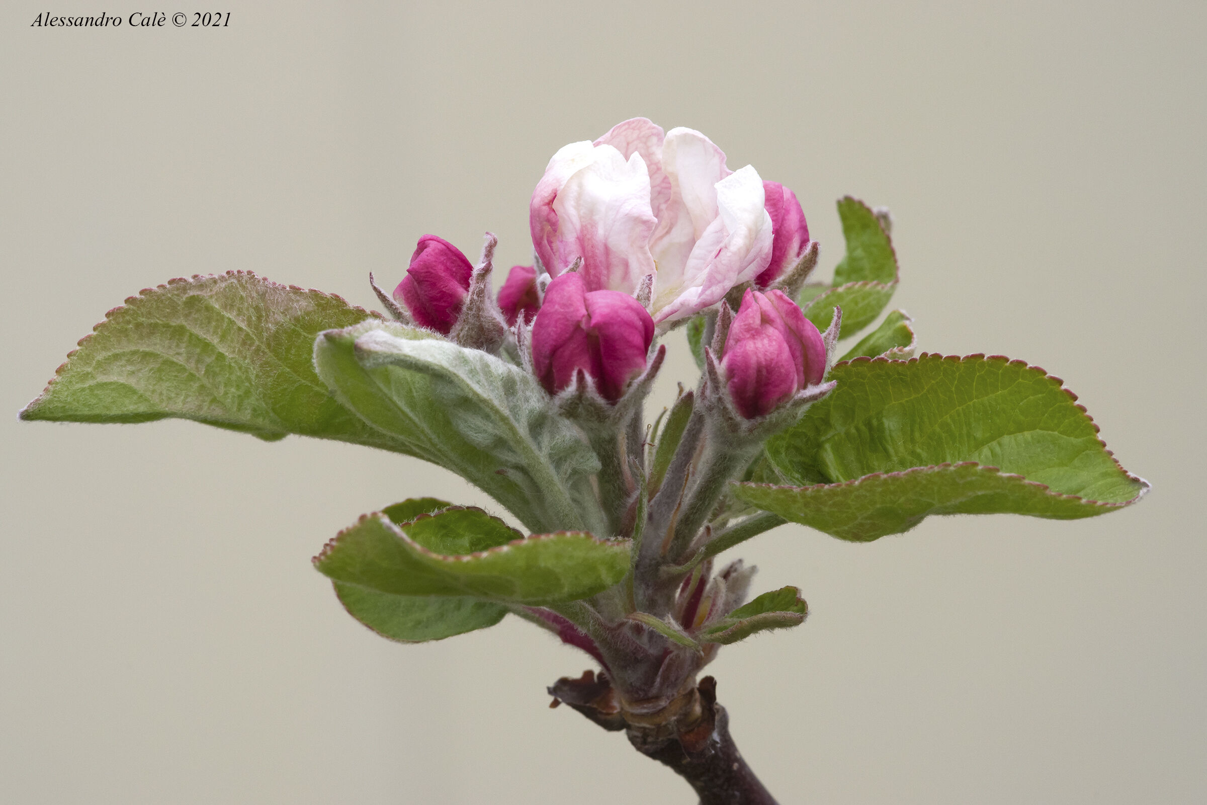 Apple Blossoms 9596...