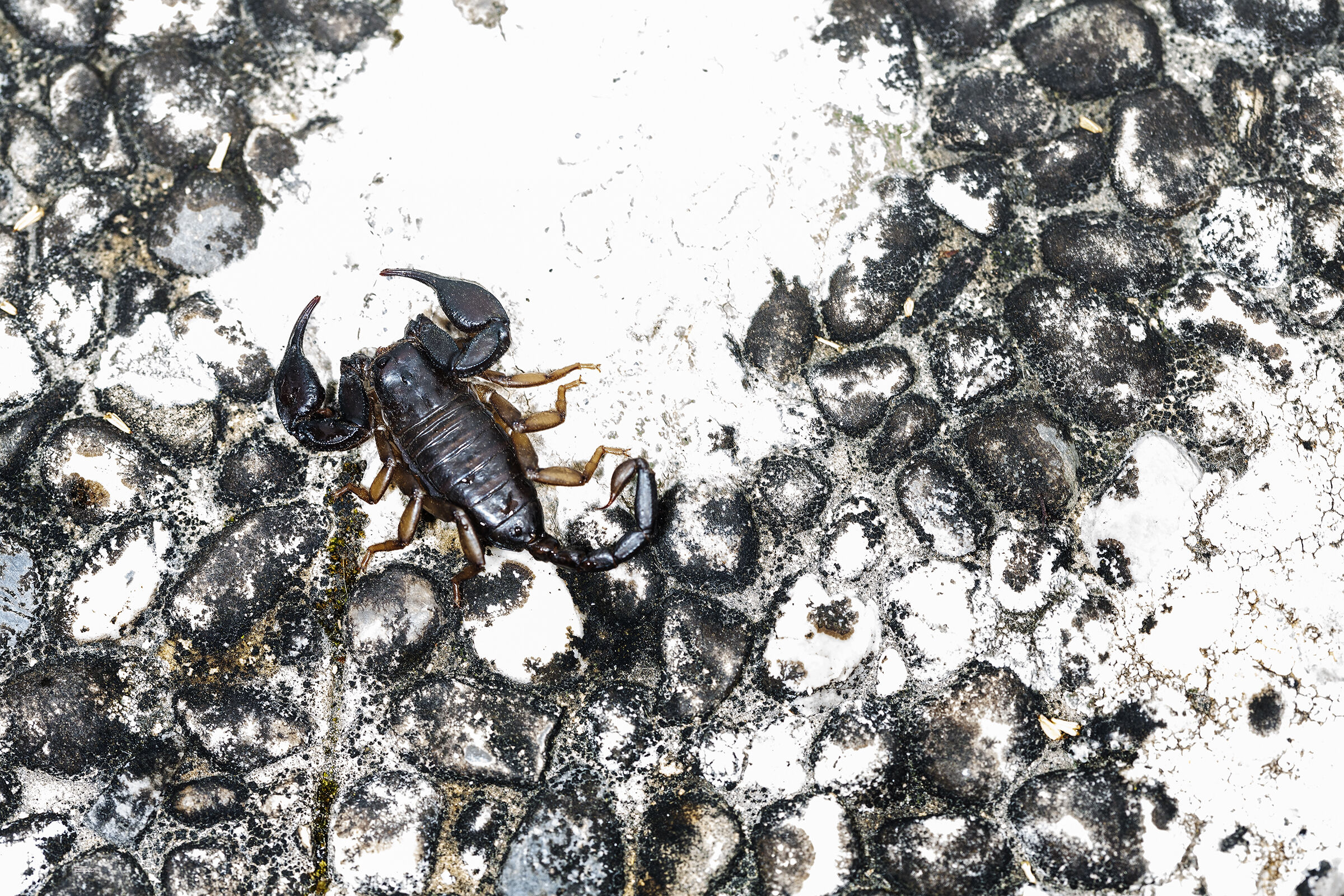 scorpio texture, Italian scorpion, Rhine River...