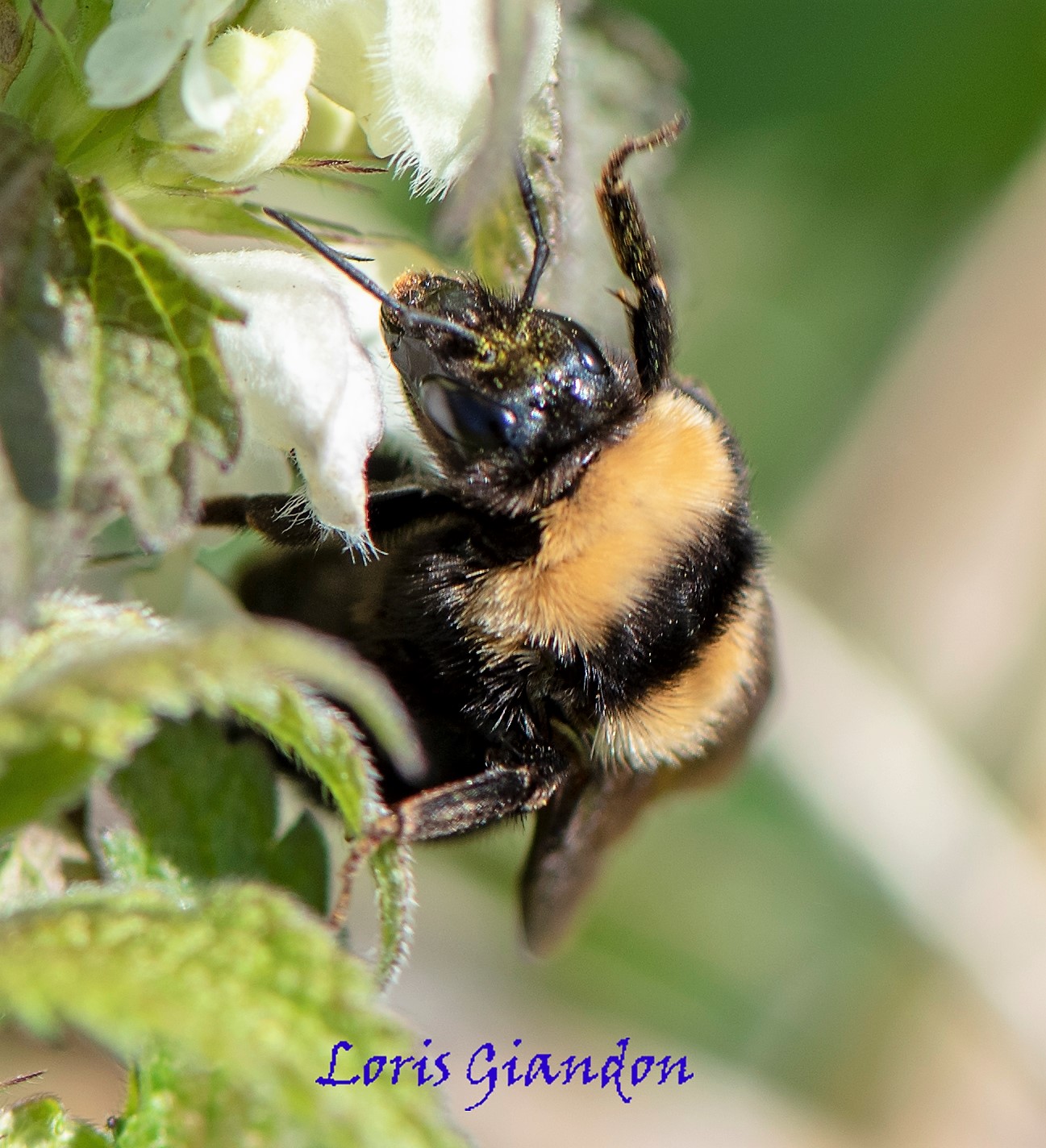 bumblebee...