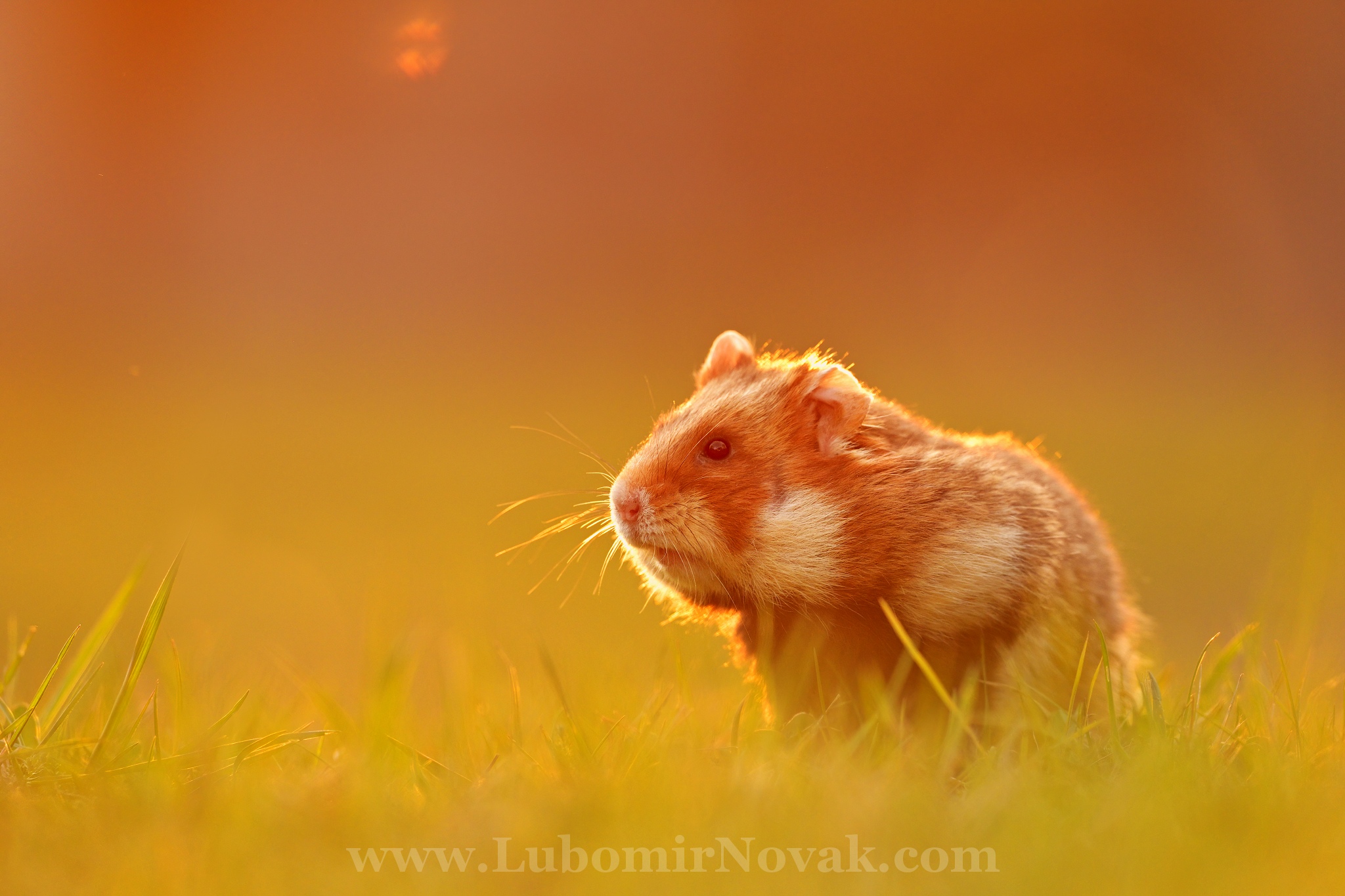European hamster...