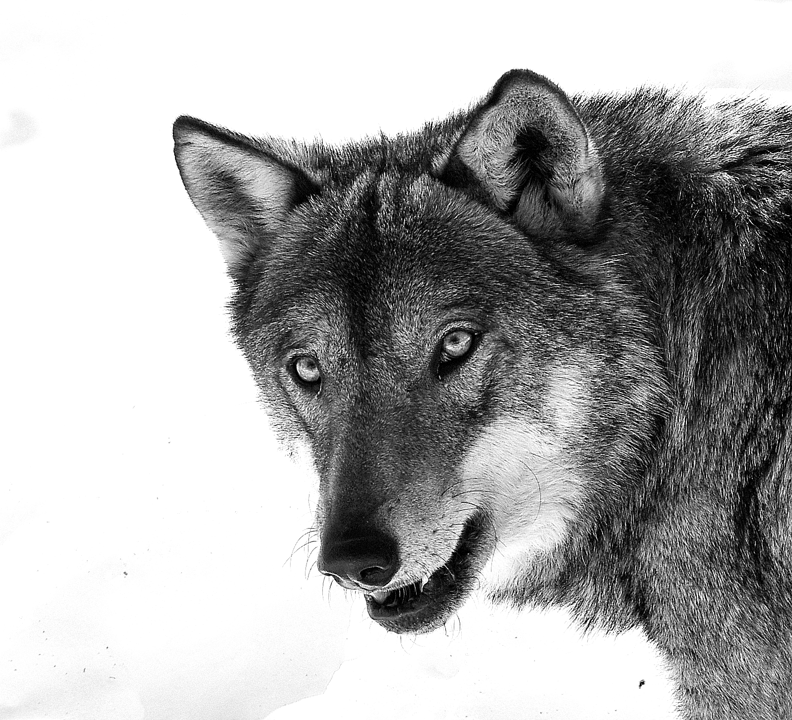 Wolf in b/n 2...