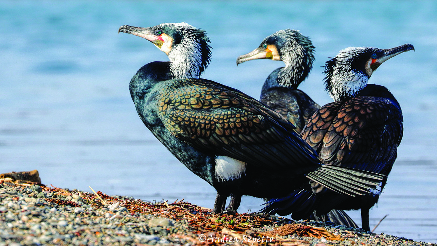 cormorants...