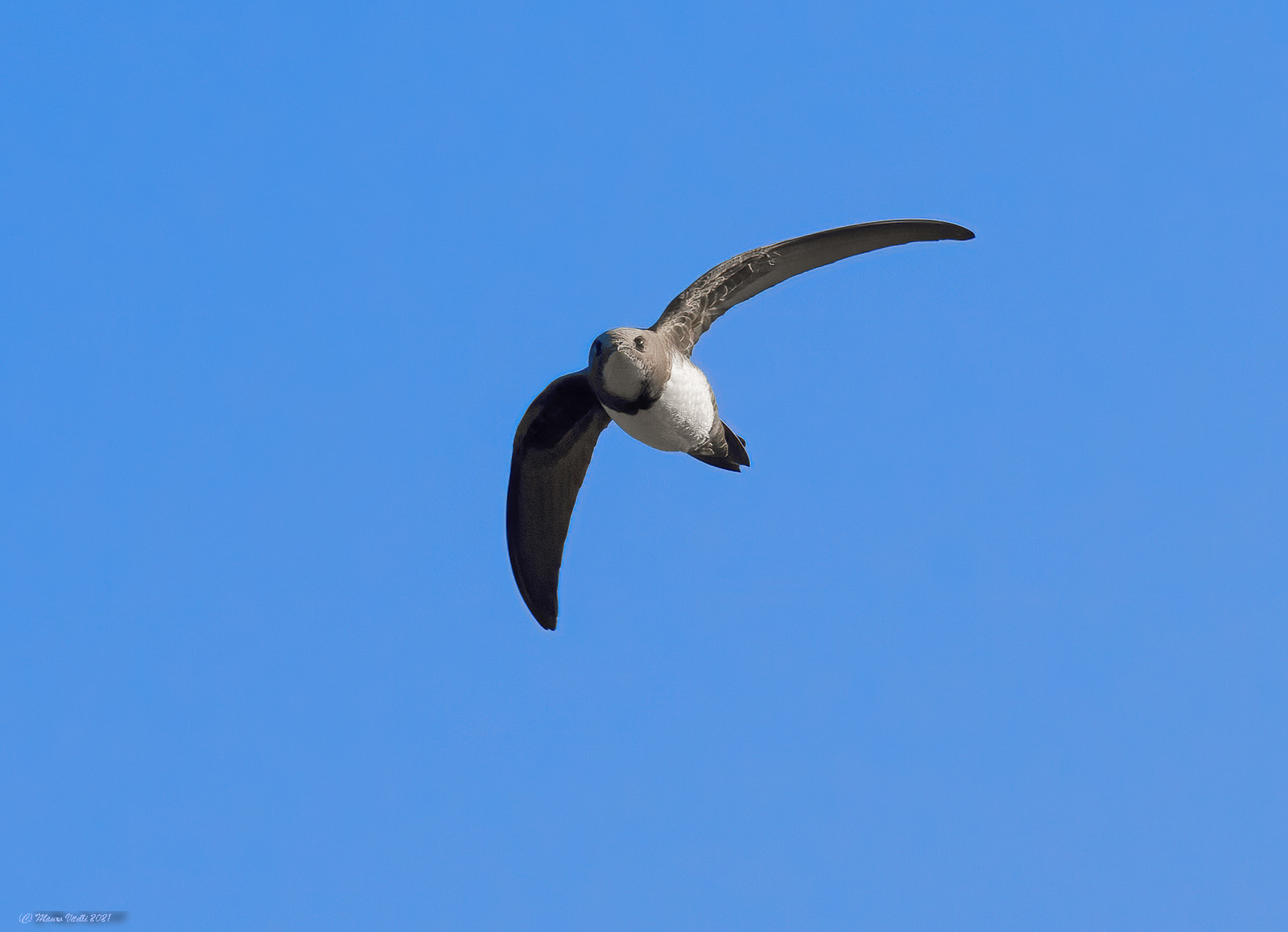 My first Greater Swift...