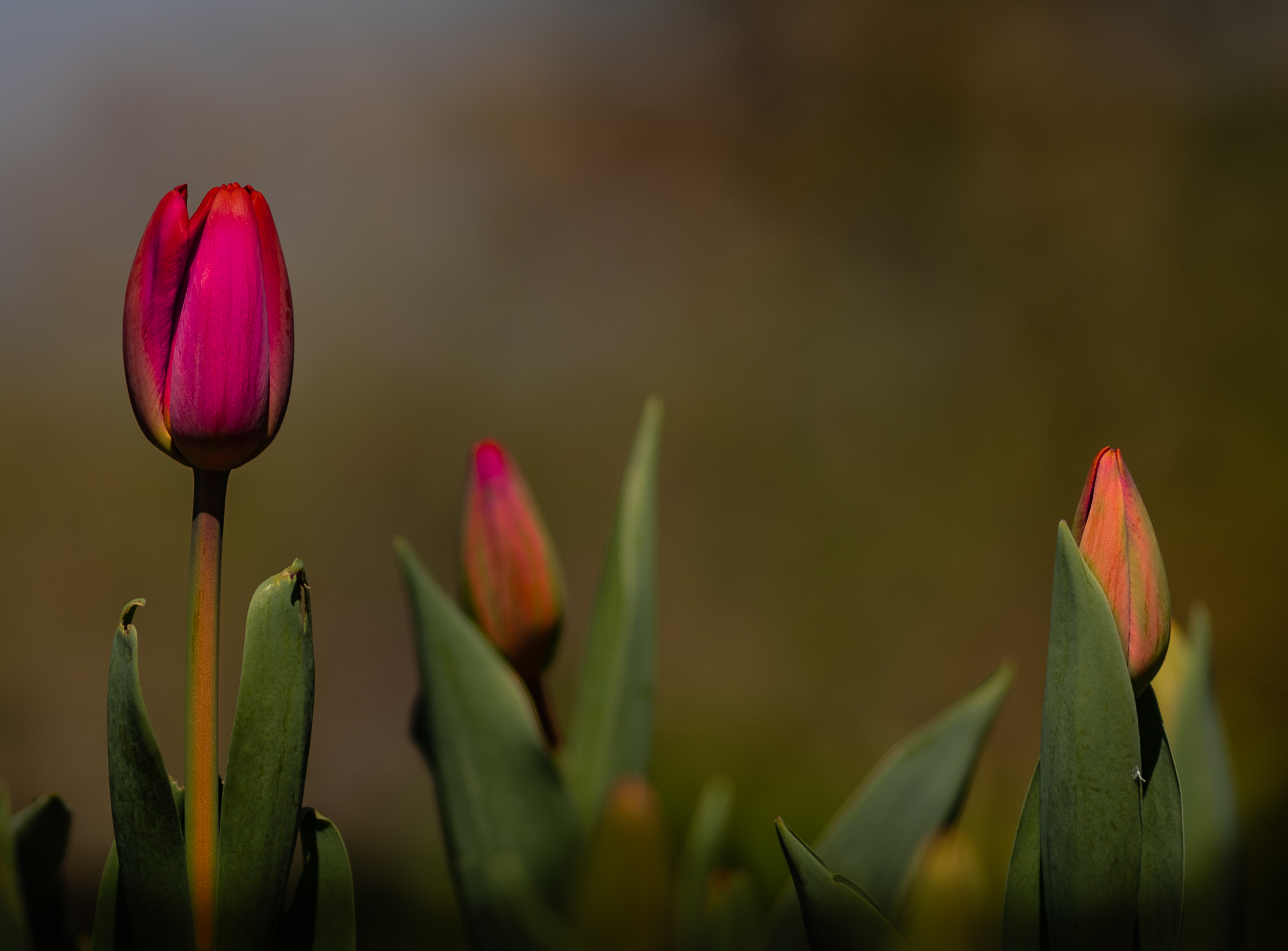 Vista del Giardino dei Tulipani....