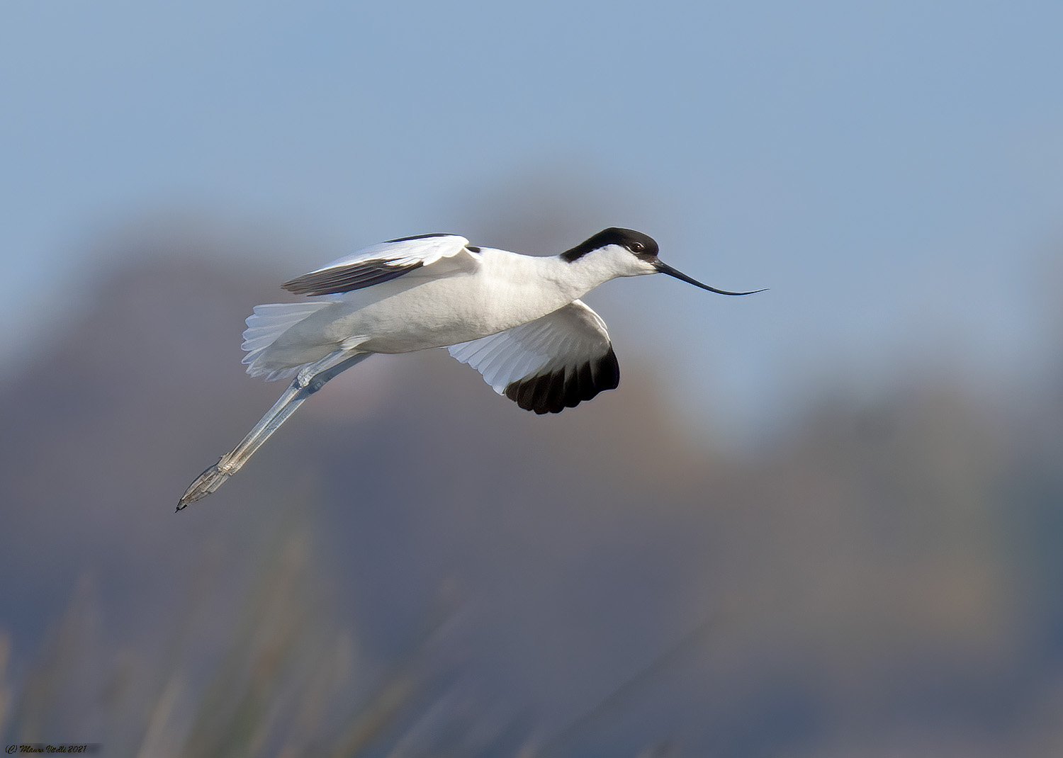 Avocet (Recurvirostra avosetta)...