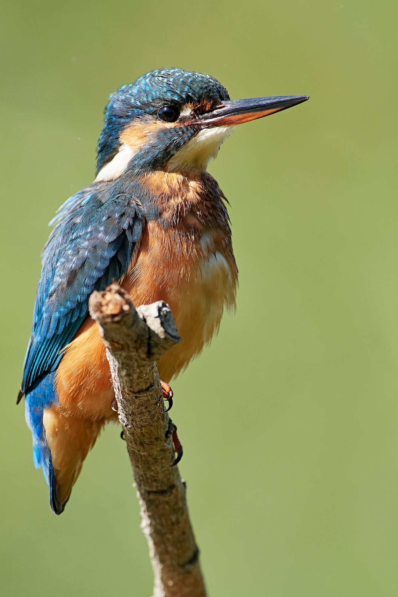 Kingfisher...