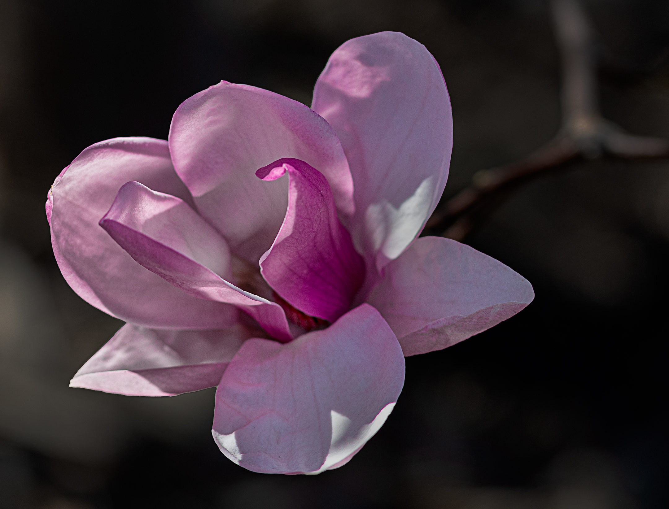 Magnolia in fiore....