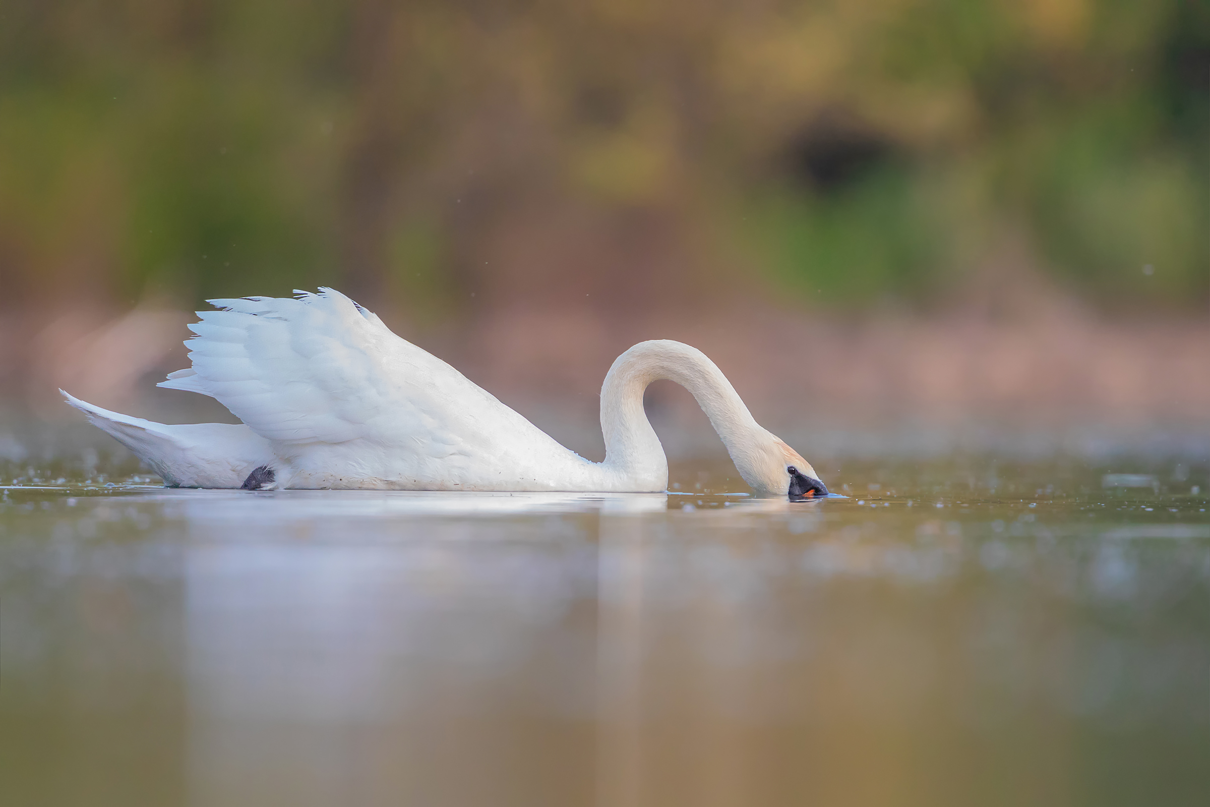 Royal Swan first photo with floating hide...