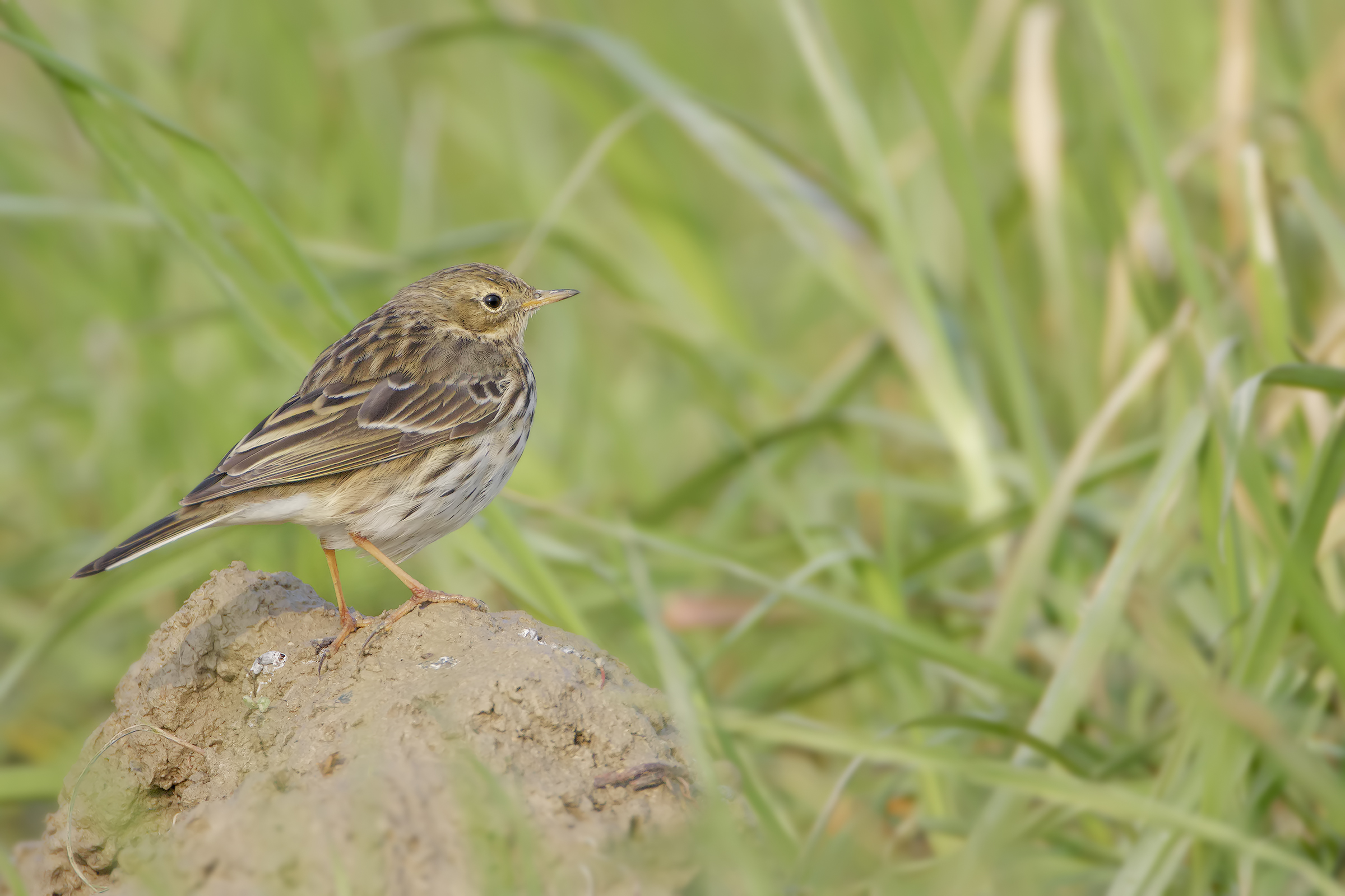 meadow pipit...