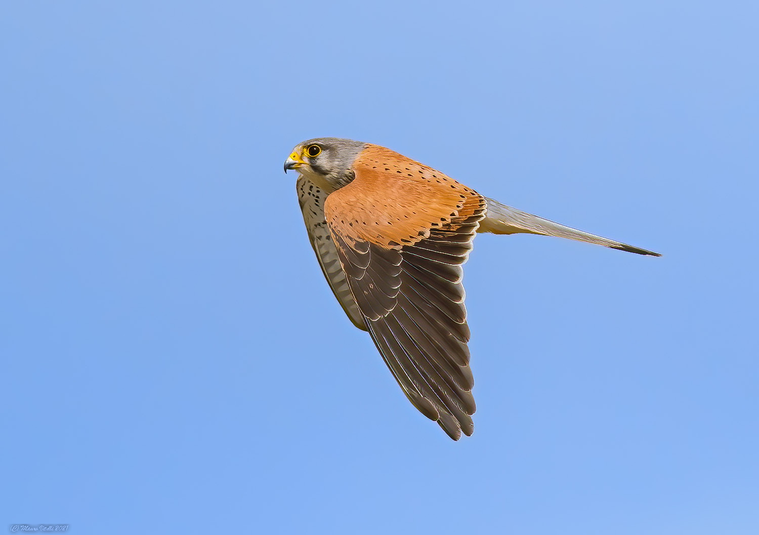 Gstreg (Falco tinnunculus)...