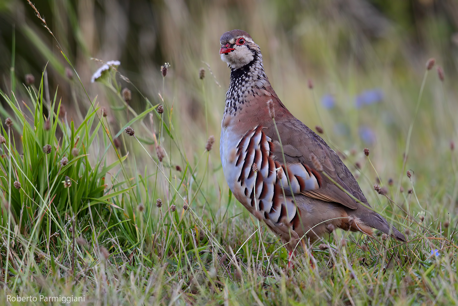 Red partridge...
