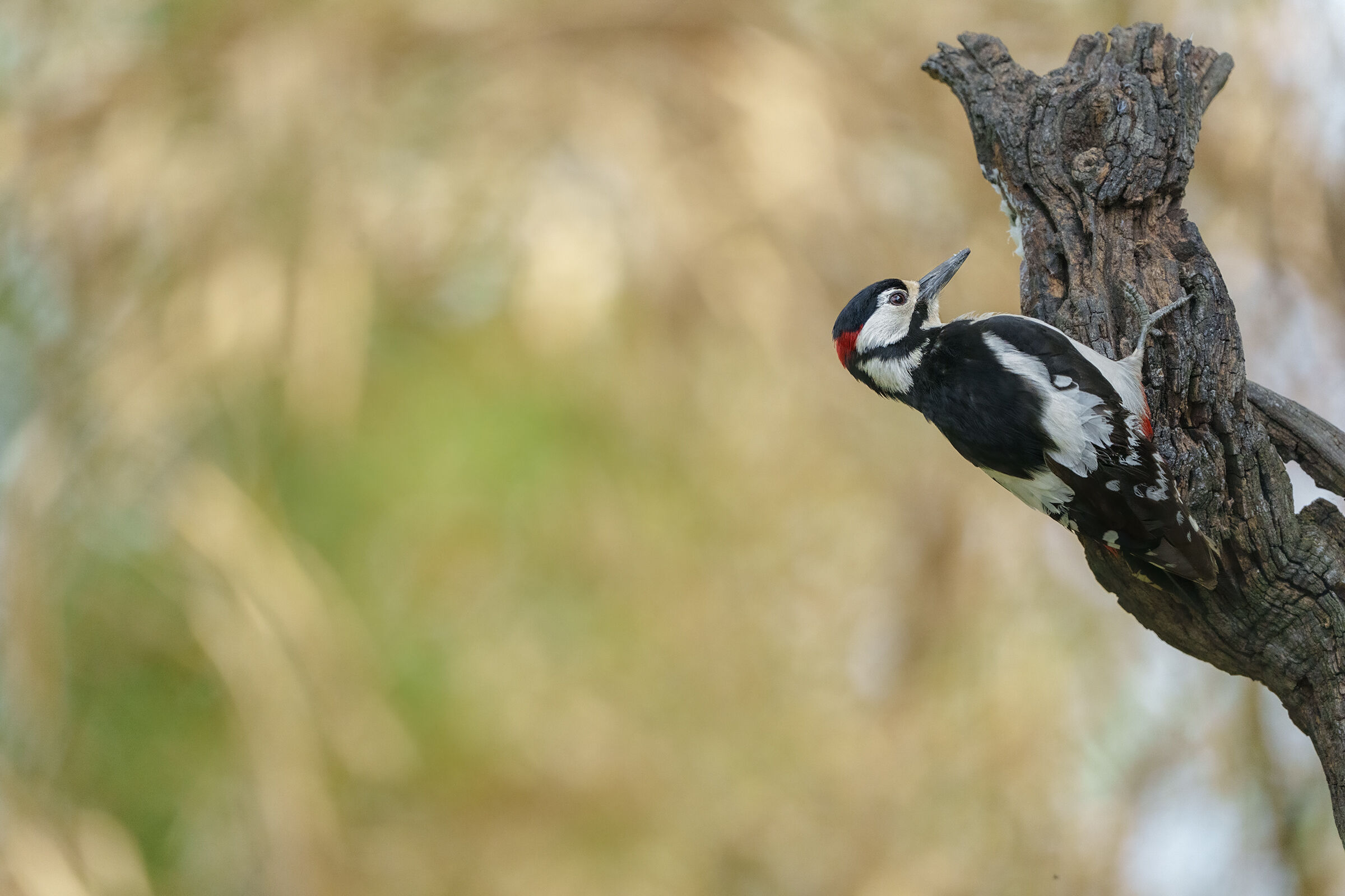 Greater red woodpecker...