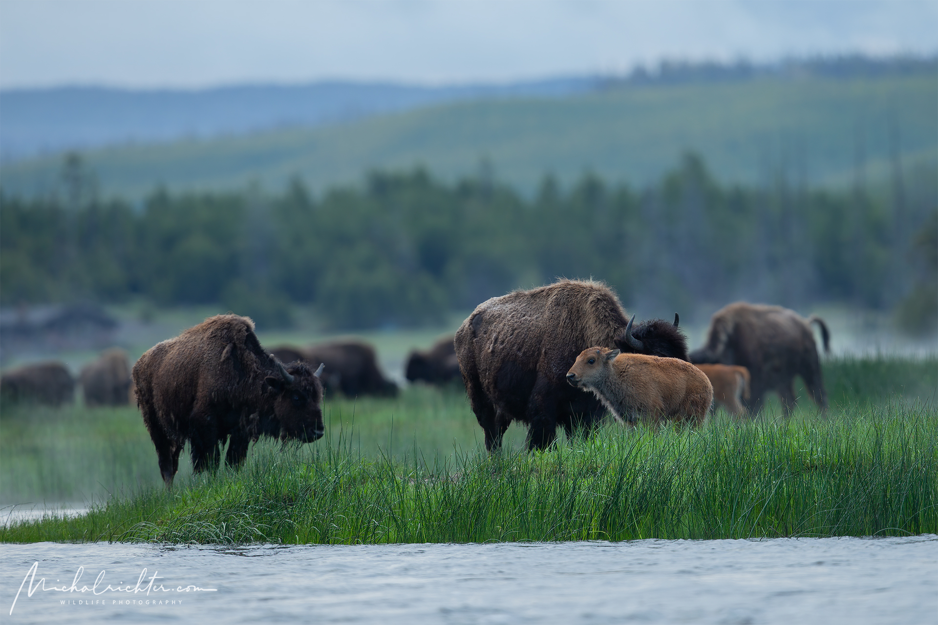 Bison bison (American bison)...