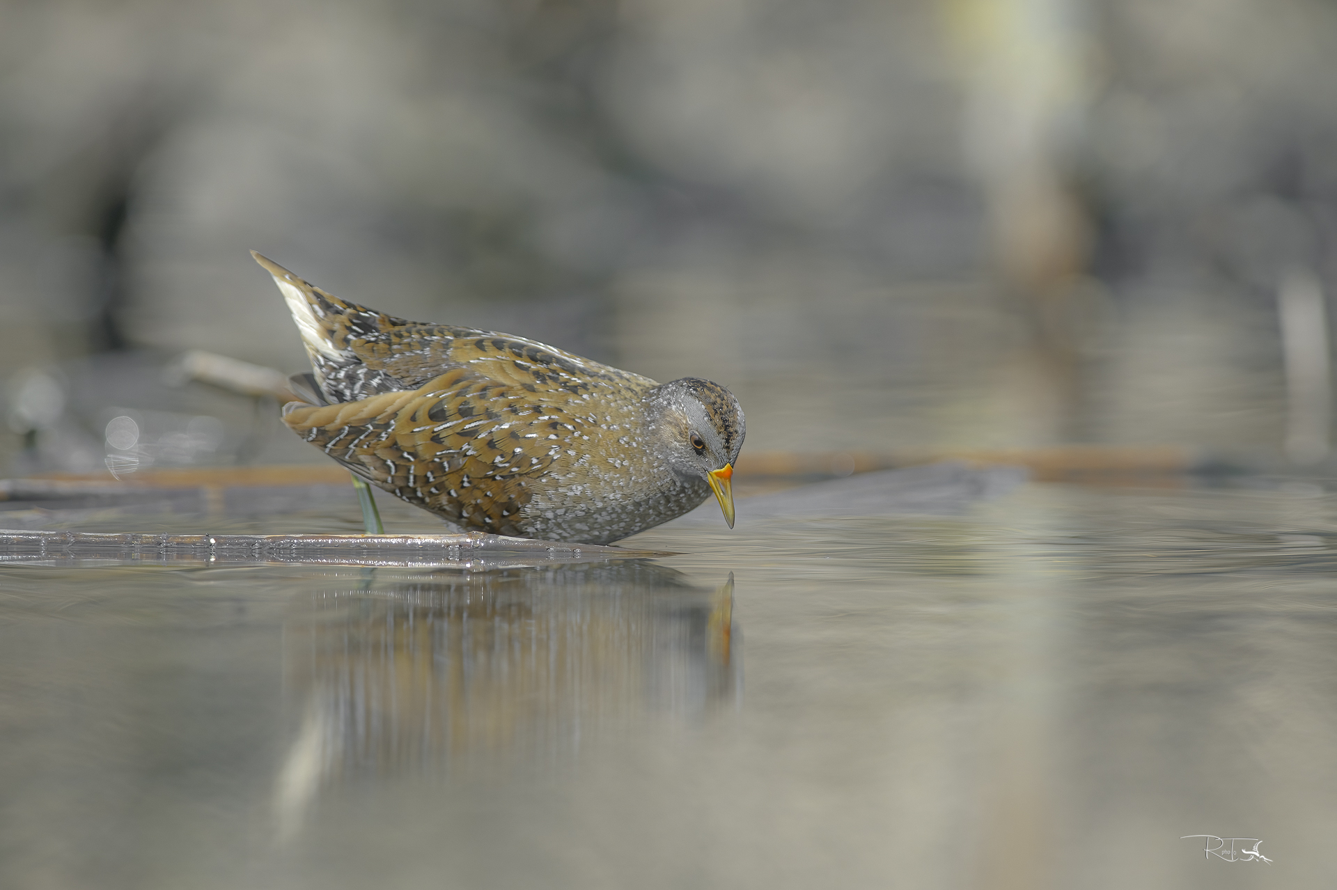 spotted crake...