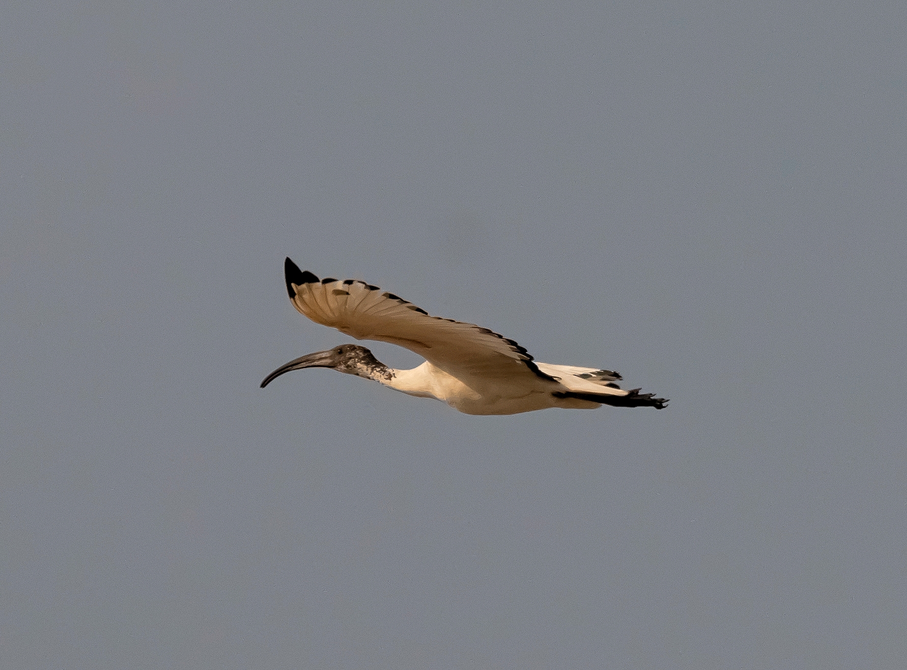 Sacred Ibis between rice paddies and fields 24/04/2021...