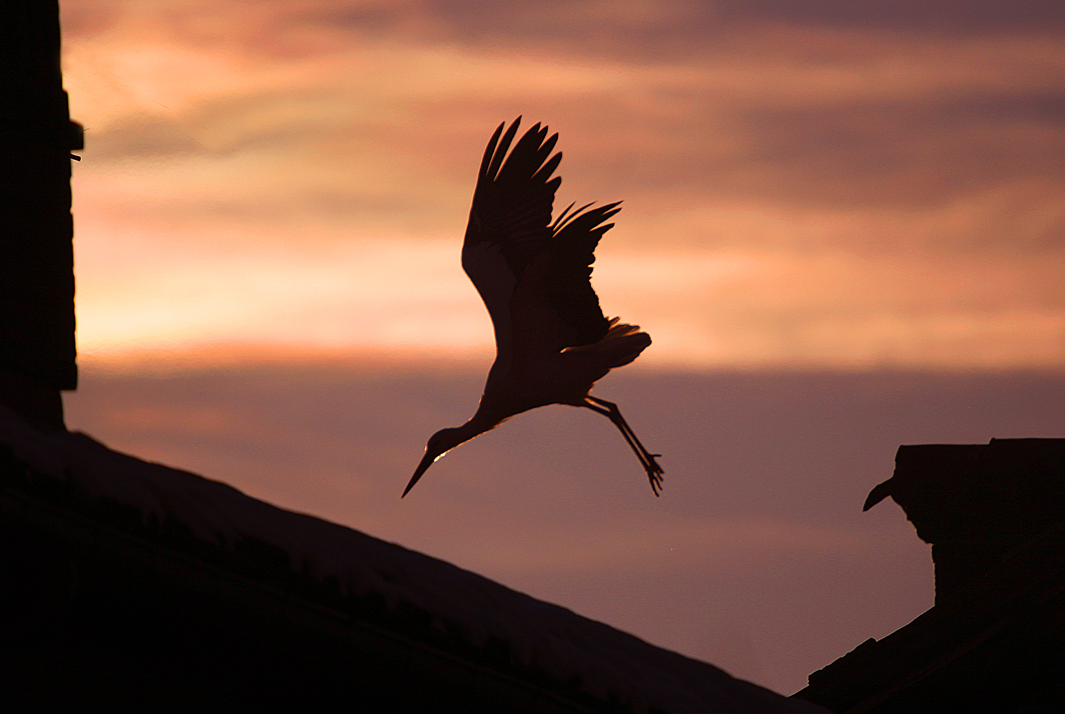 Stork at sunset...