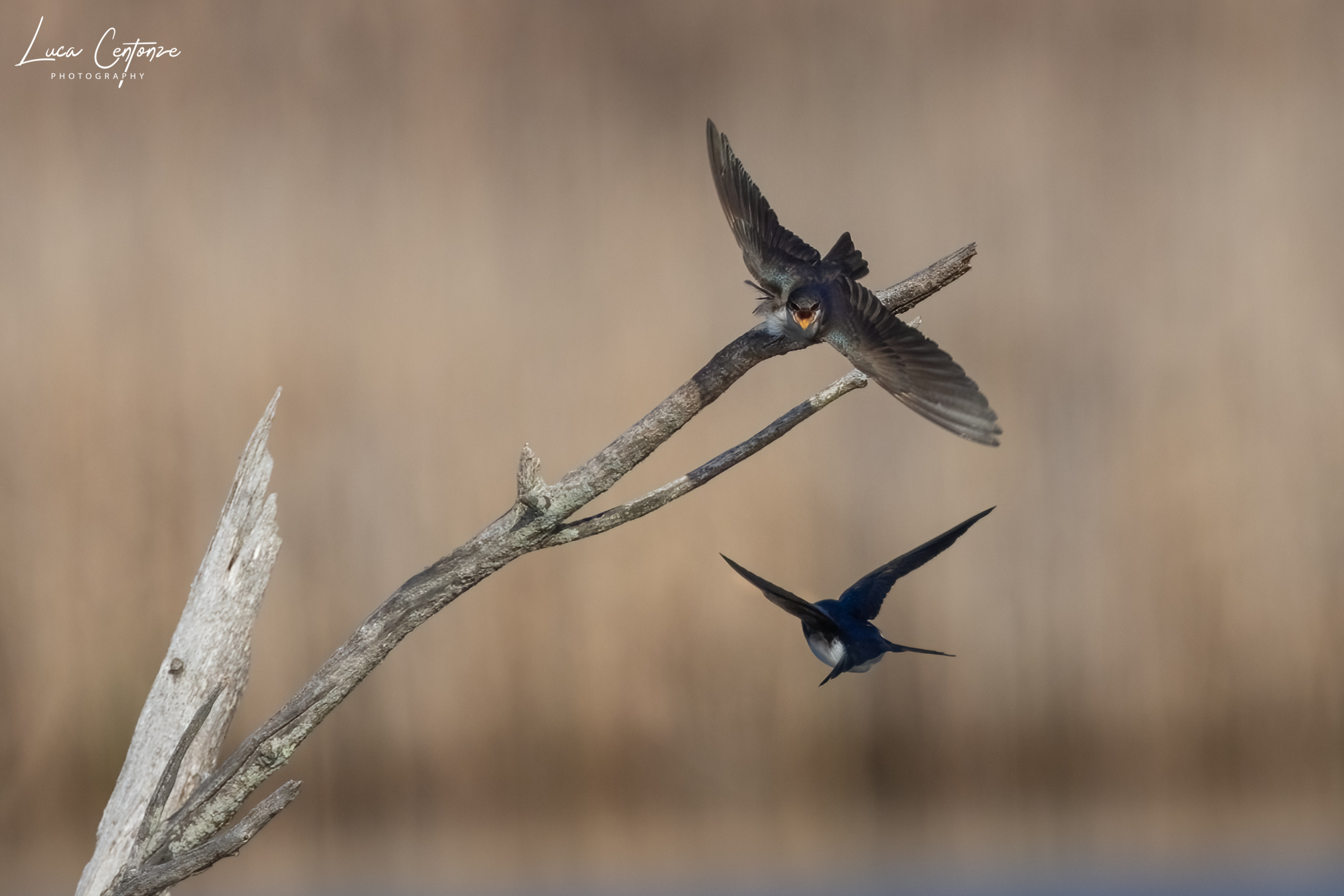 Tree Swallow(Tachycineta bicolor) ...