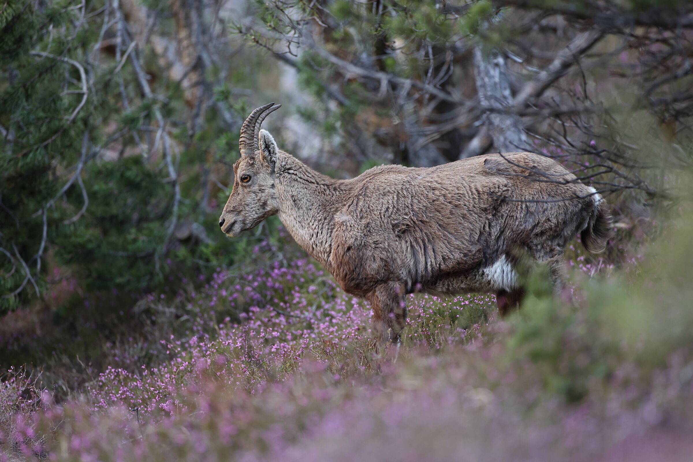Ibex among the Alpine Erike...
