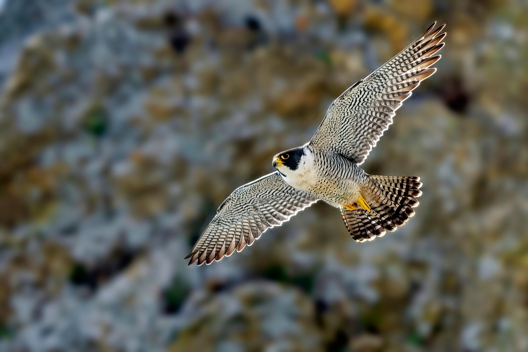 Gorgeus Peregrine falcon...
