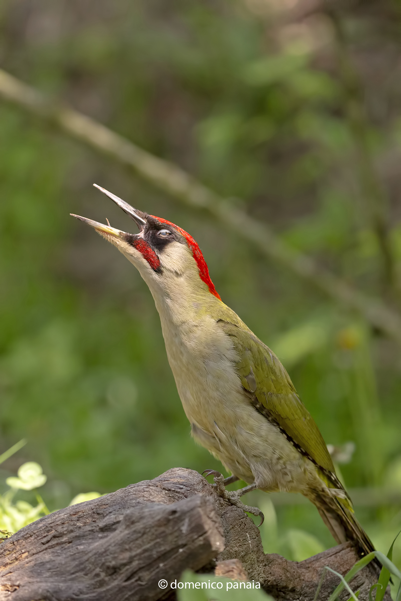the green woodpecker does not sing.... Howls...
