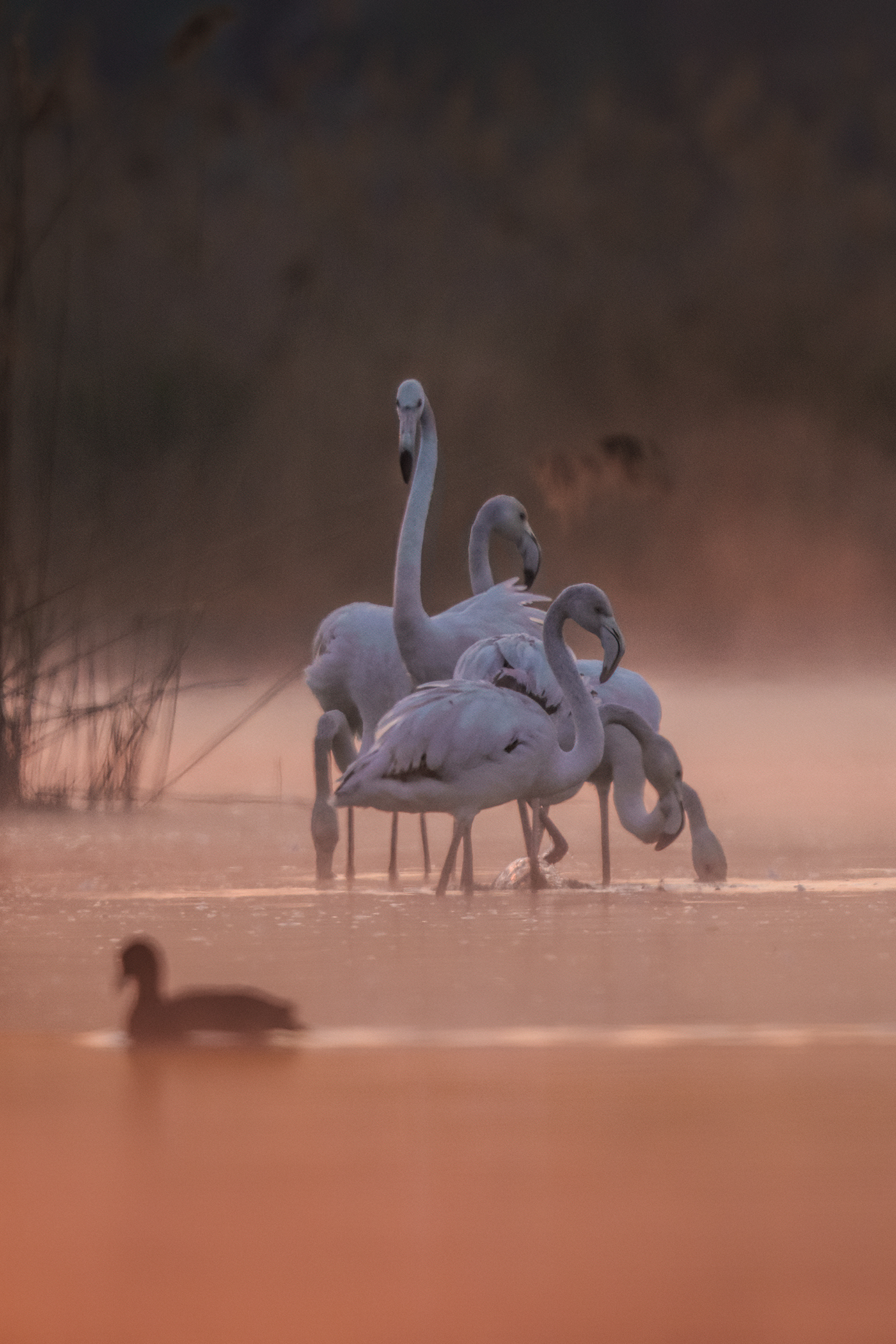 flamingos at dawn Bolognese valleys April 2021...