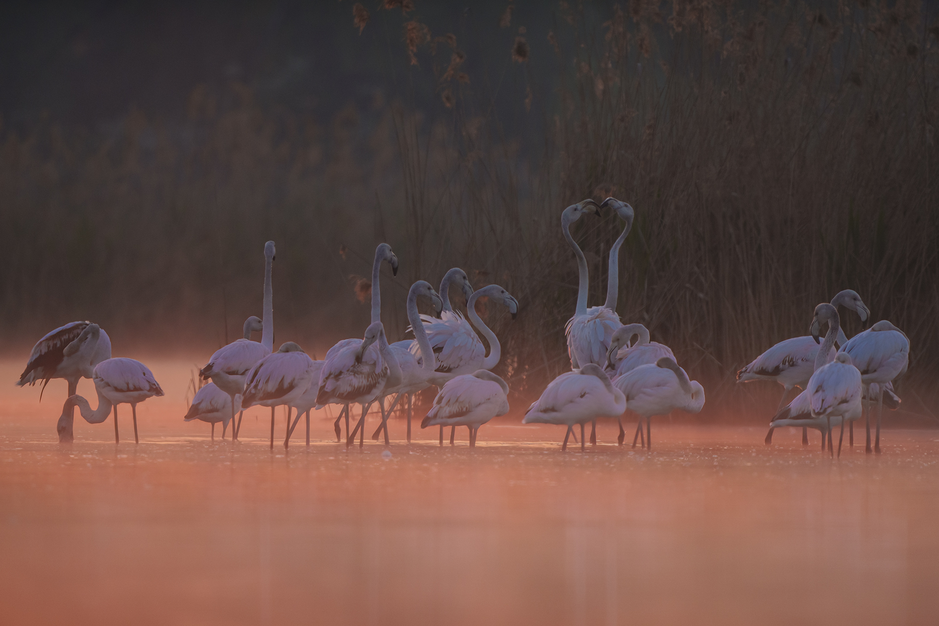 flamingos at dawn ...