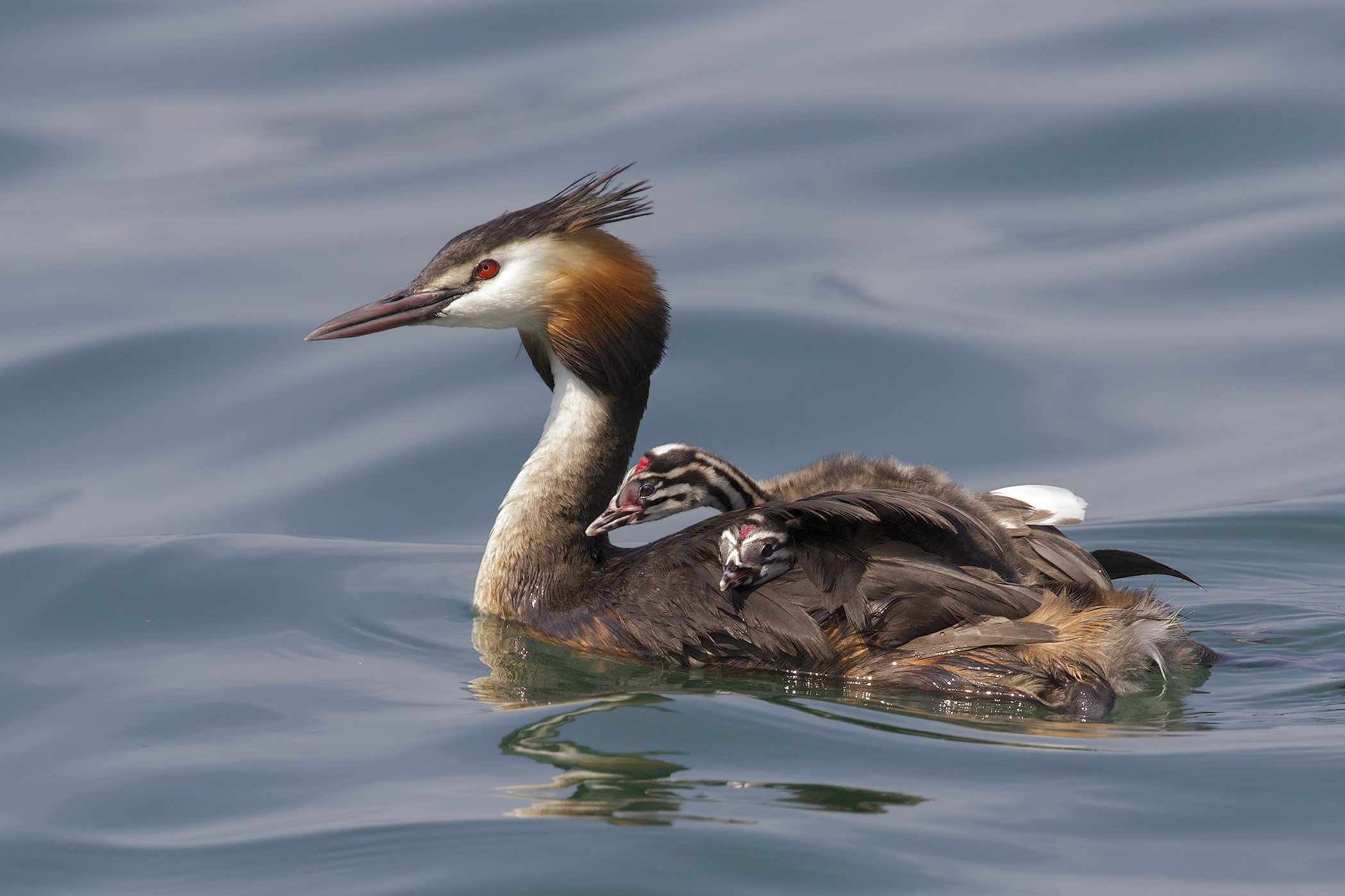 great crested grebe...
