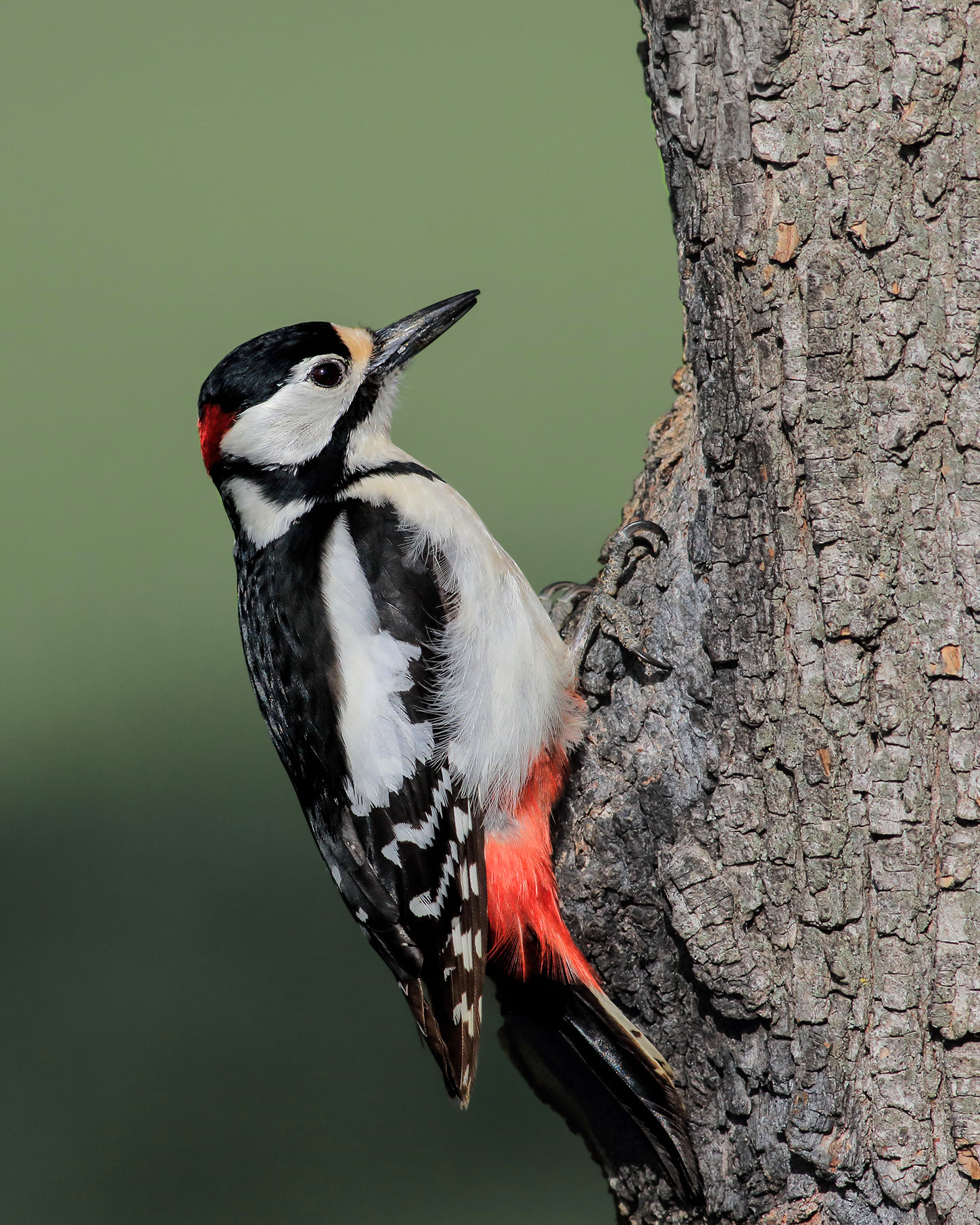 Major Red Woodpecker (Dendrocopos major)...