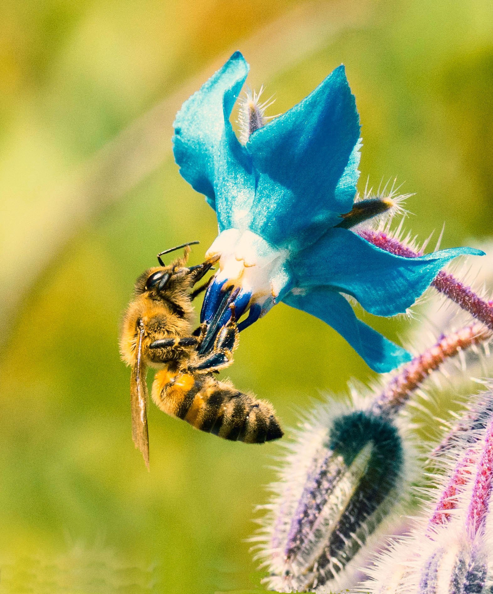 Bee on borage flower...