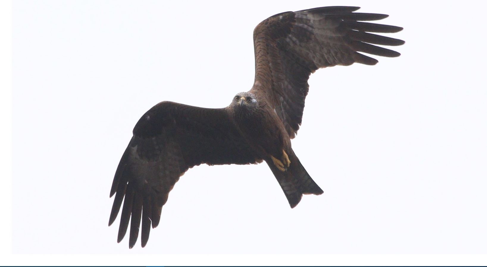 Brown kite 28-04-21...