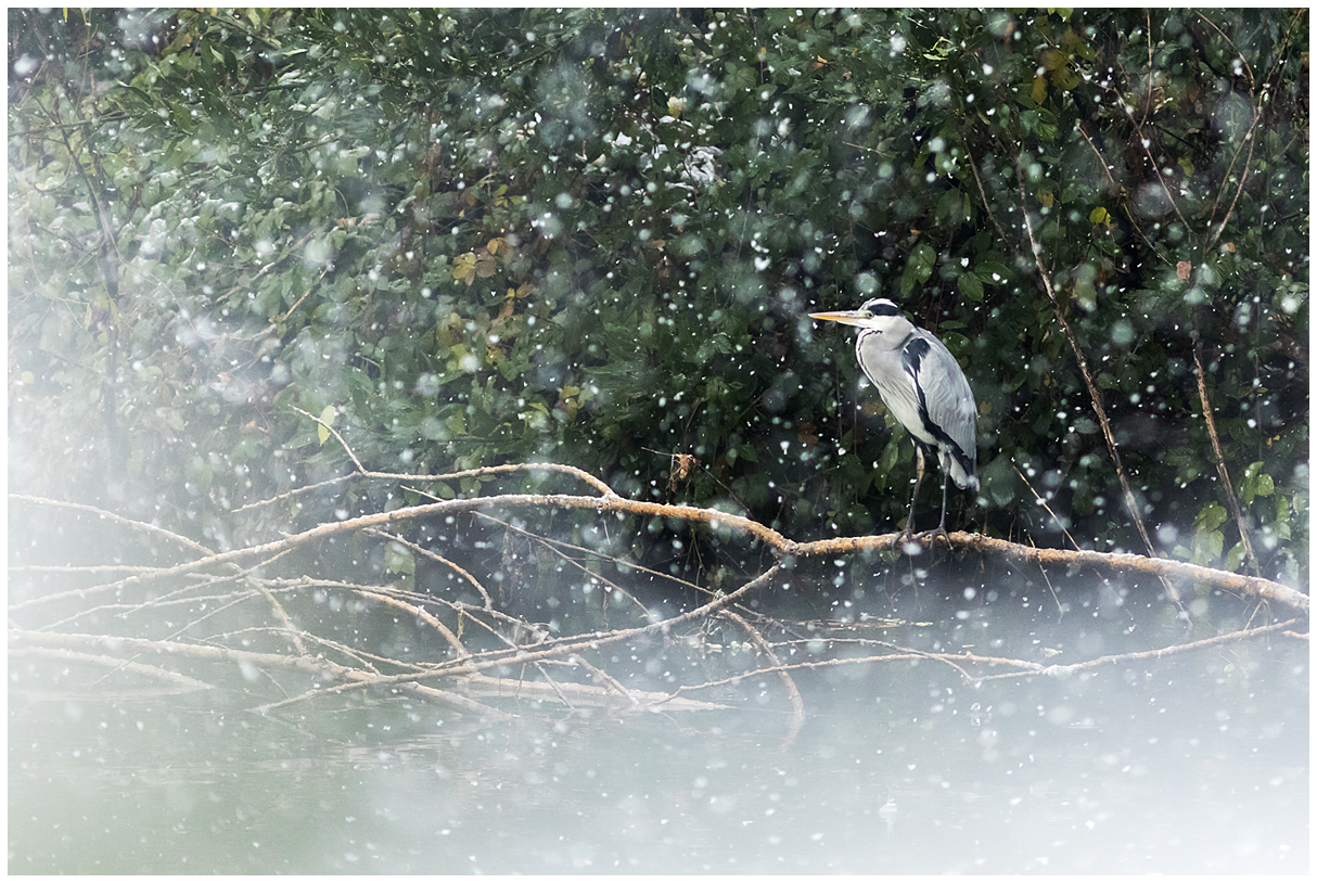 Gray heron under the snow....