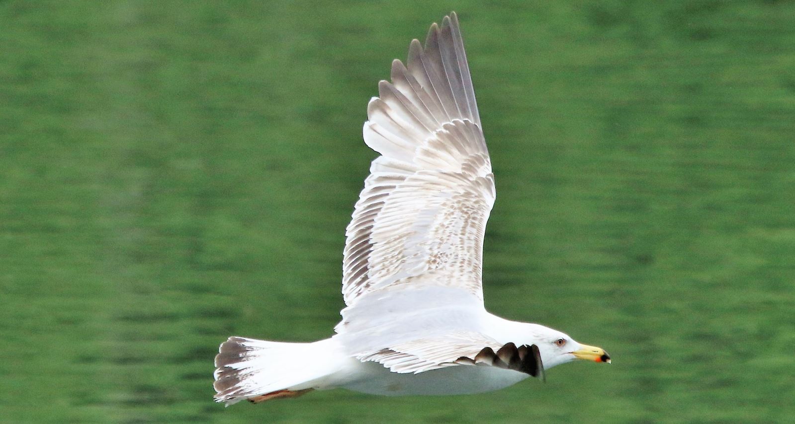 royal seagull in flight...