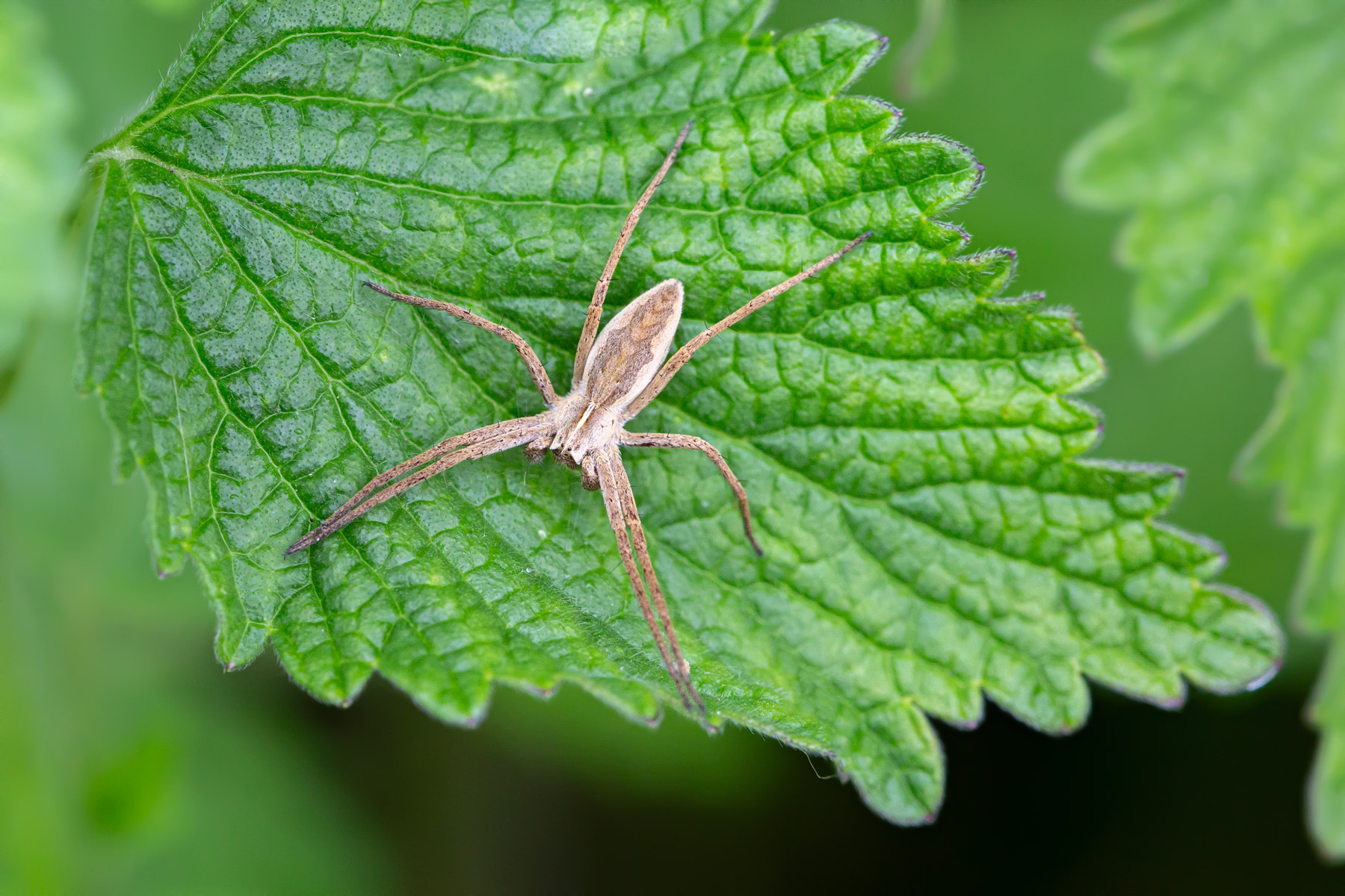 Pisaura mirabilis...