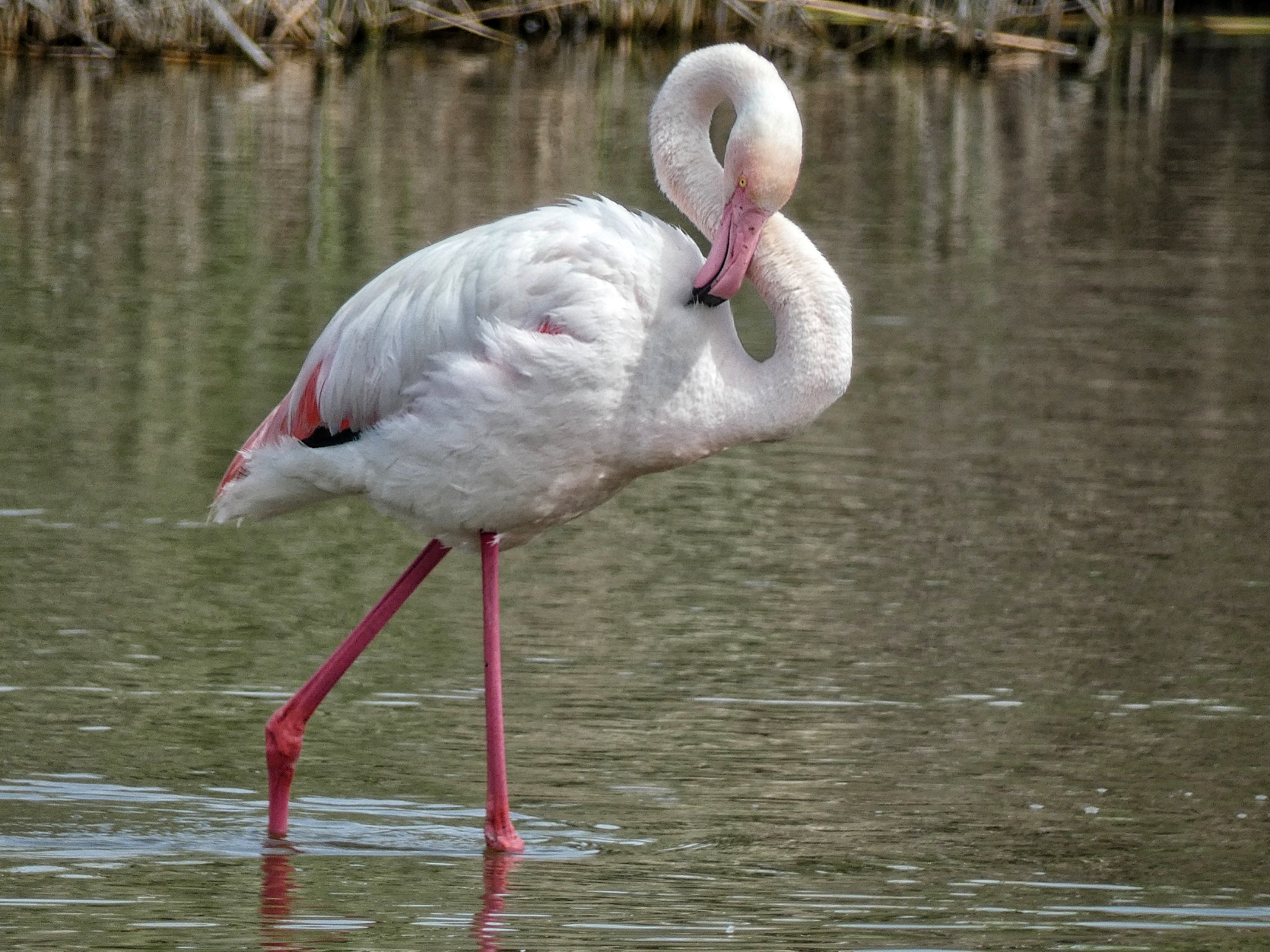 Flamingo or phenic8ro?...