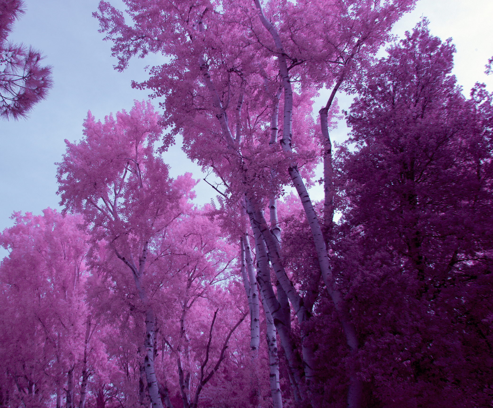 Pink trees...