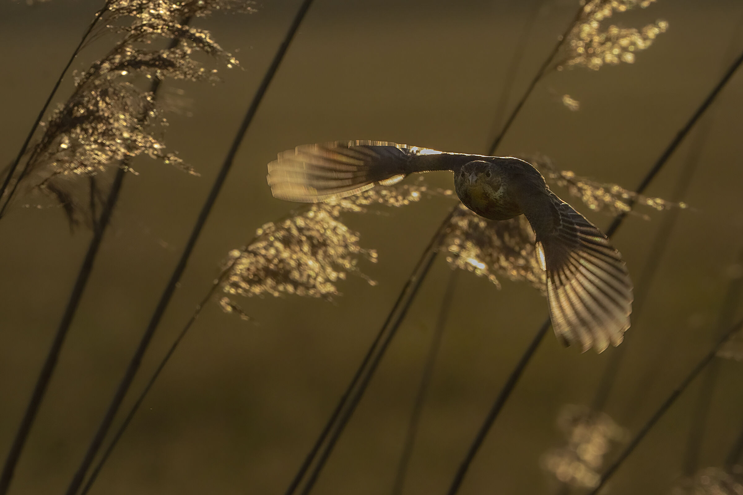 squealing in flight at sunset ...