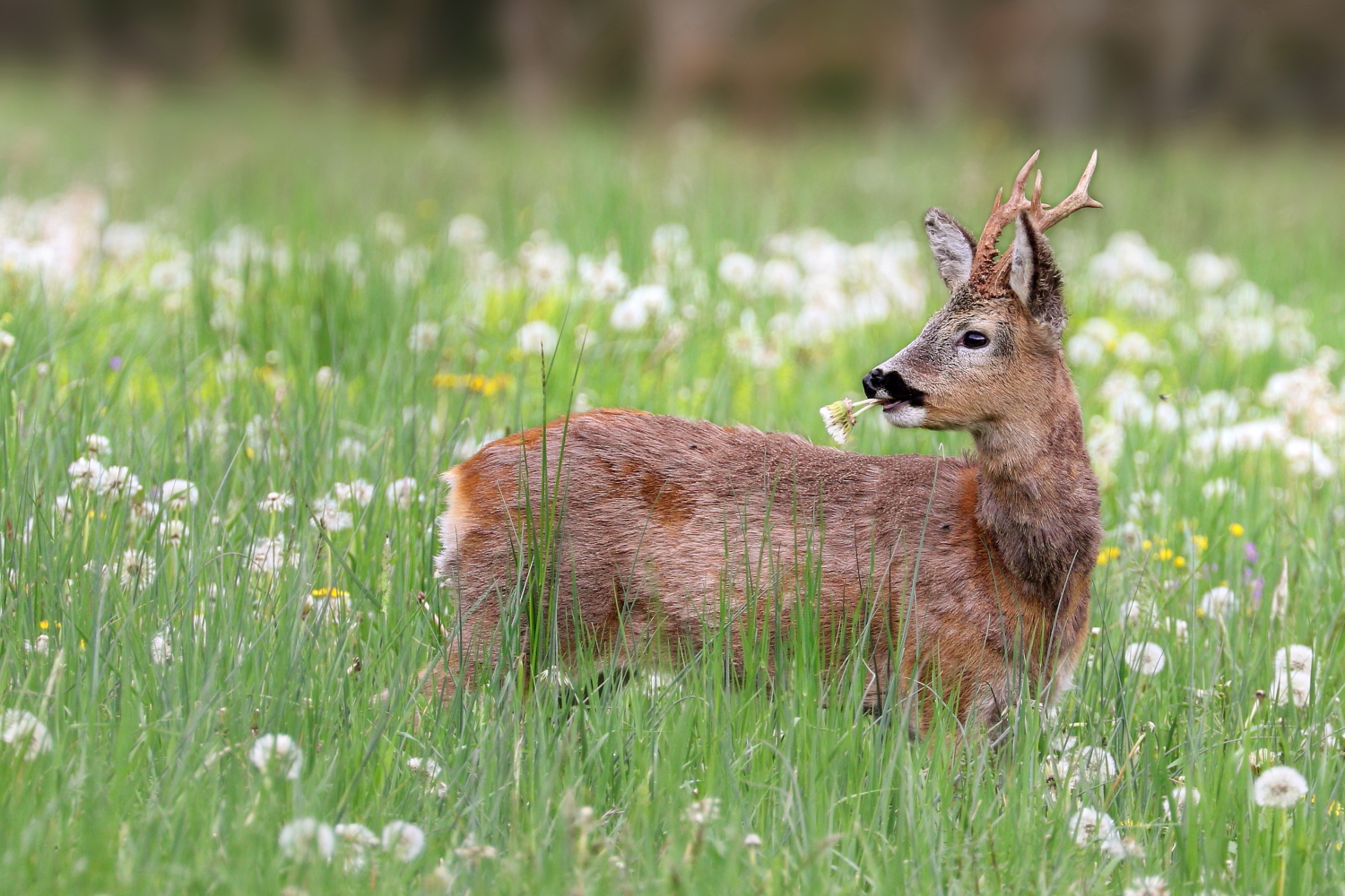 Spring roe deer...